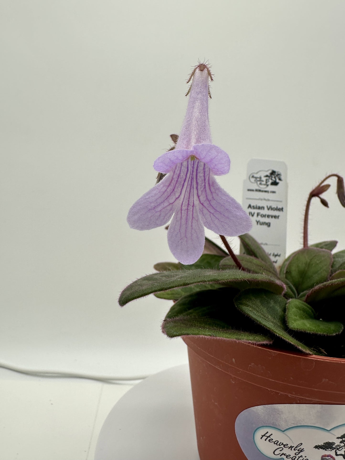 JV Forever Yung Asian Violet (Primulina) - Live Plant 4" (Copy)