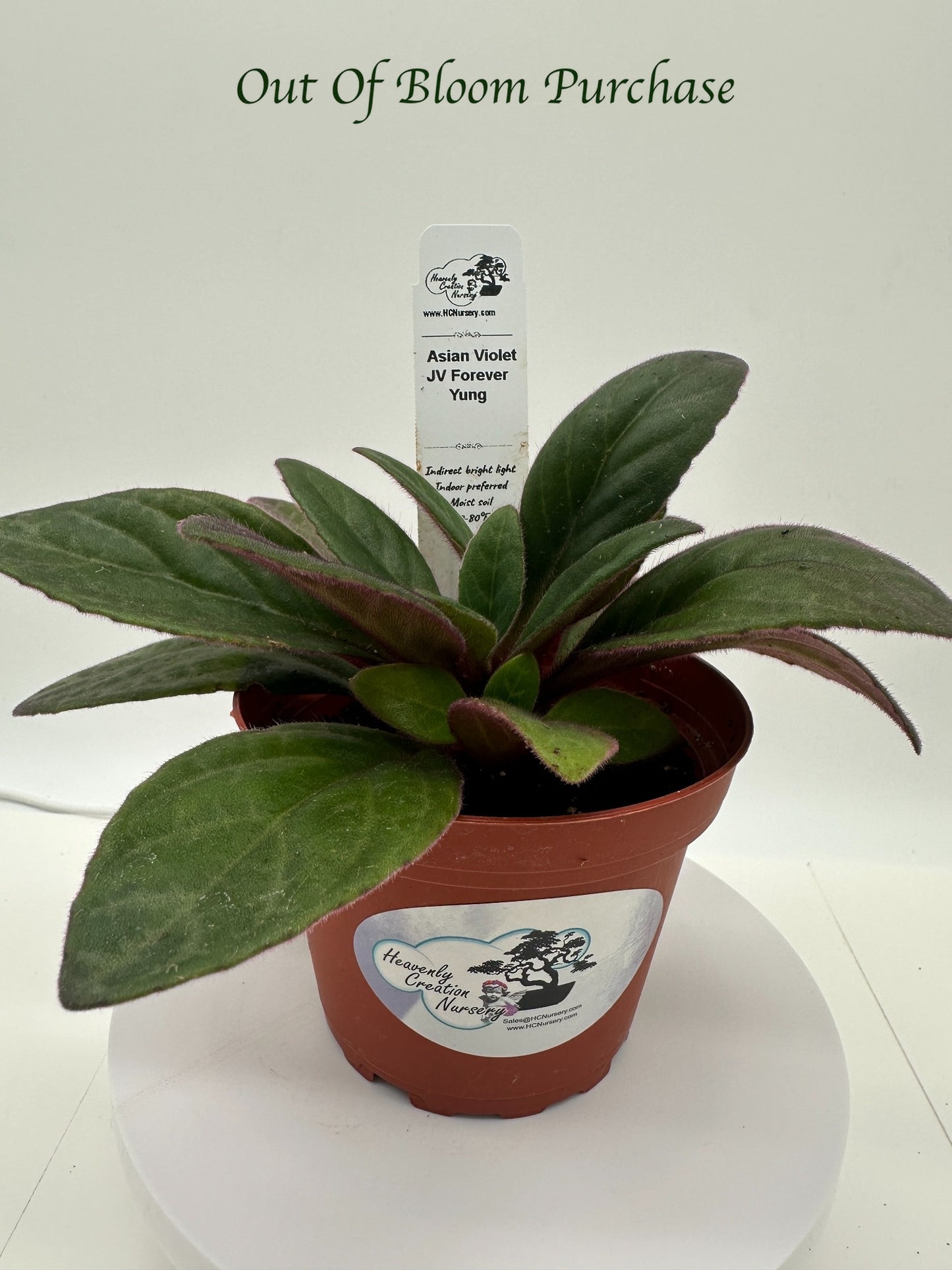 JV Forever Yung Asian Violet (Primulina) - Live Plant 4"