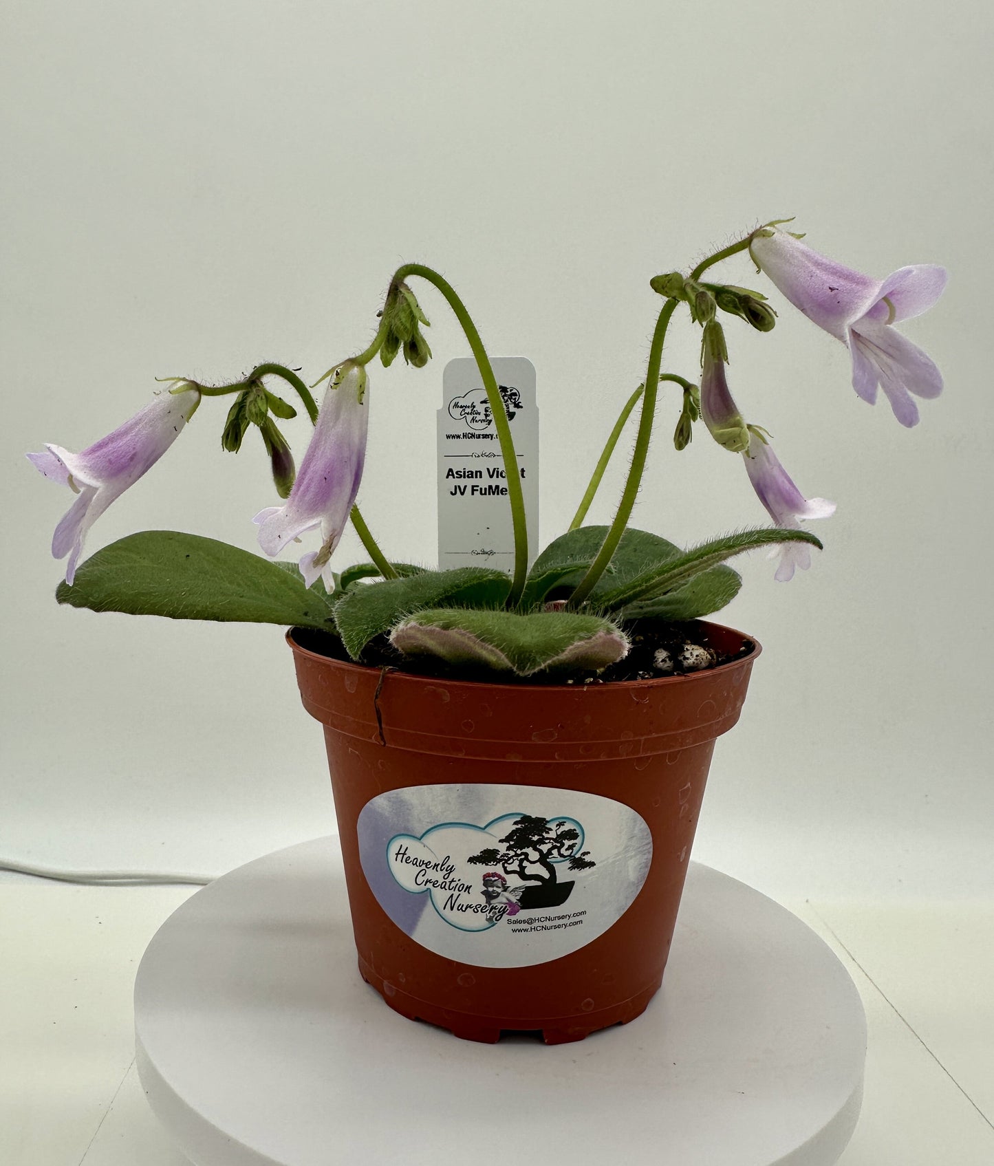 JV FuMed Asian Violet (Primulina) - Live Plant 4"