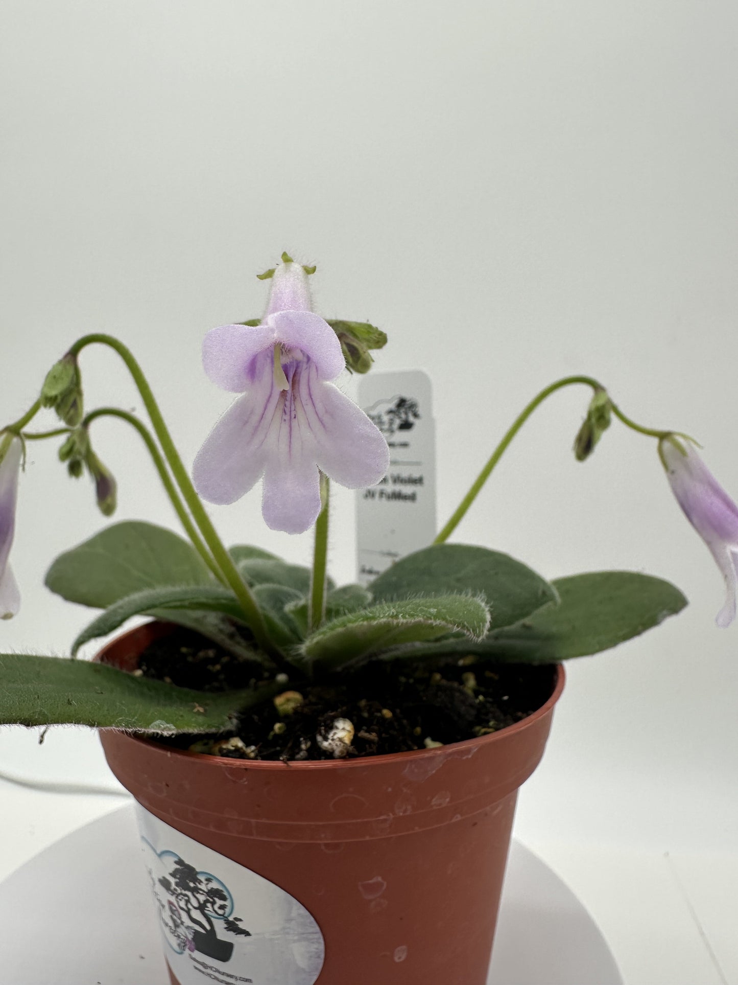 JV FuMed Asian Violet (Primulina) - Live Plant 4"