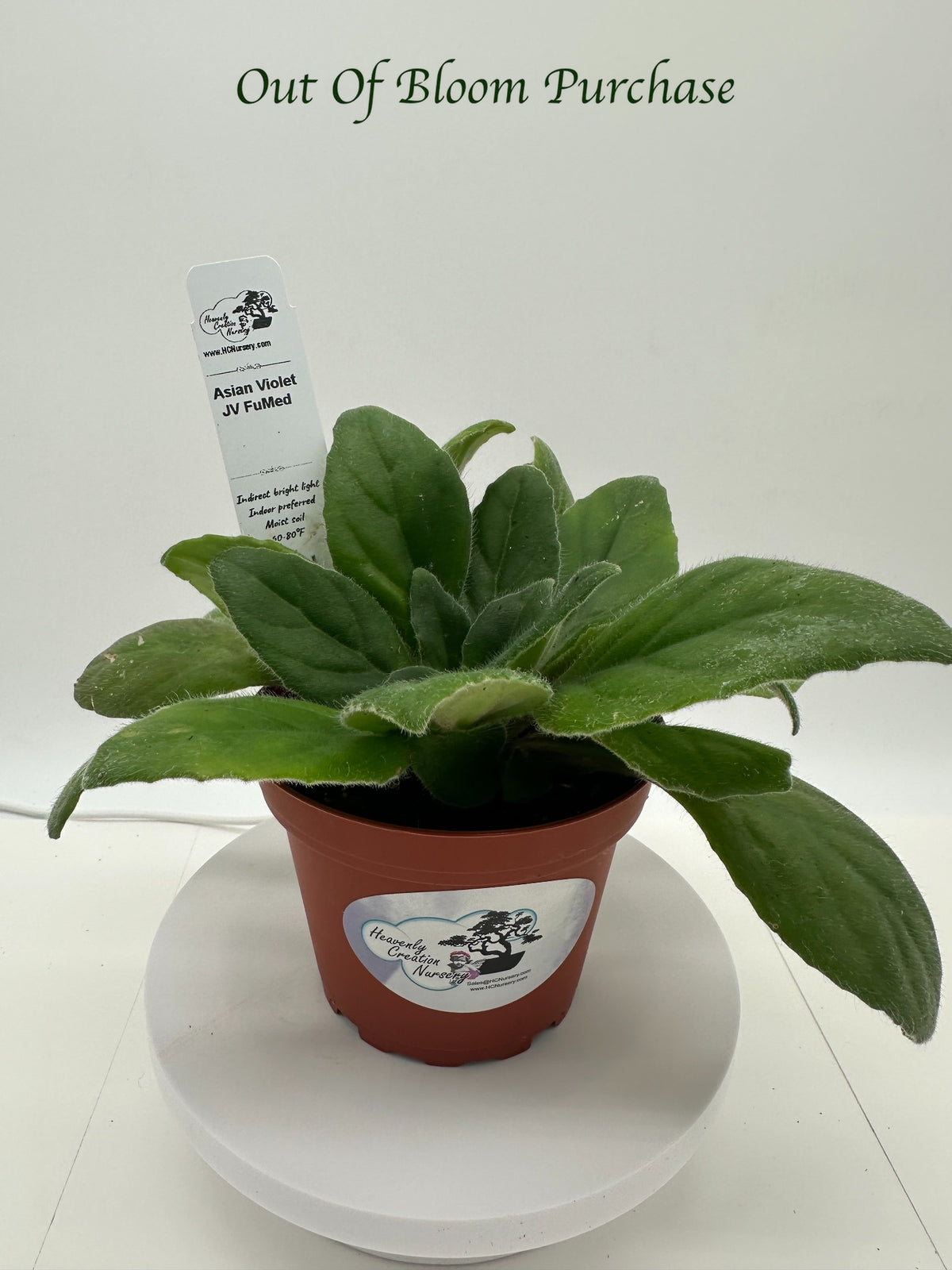 JV FuMed Asian Violet (Primulina) - Live Plant 4"
