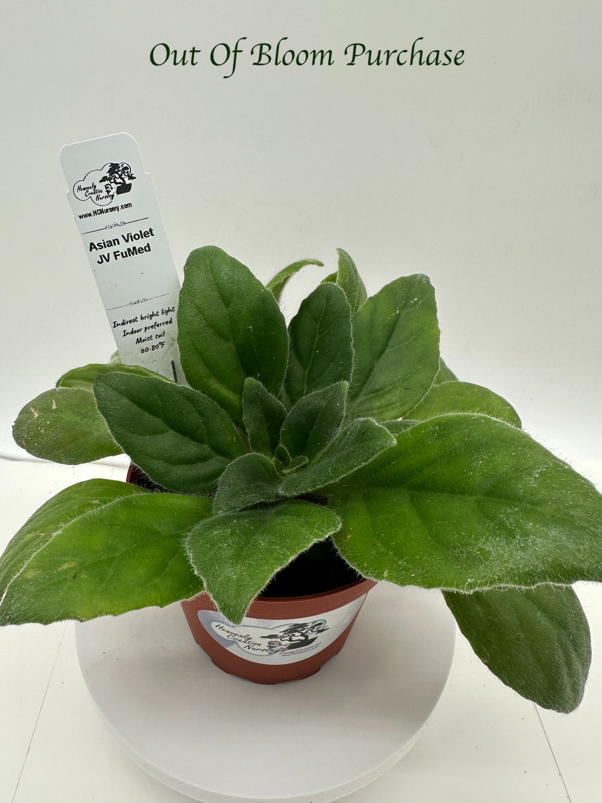 JV FuMed Asian Violet (Primulina) - Live Plant 4"