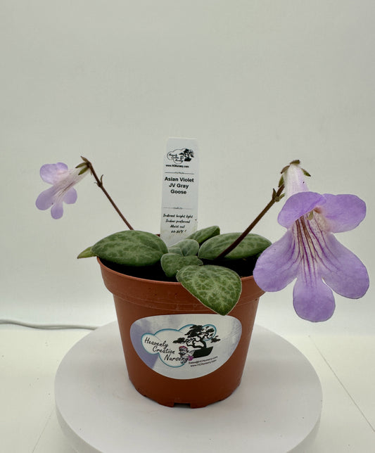 JV Gray Goose Asian Violet (Primulina) - Live Plant 4"