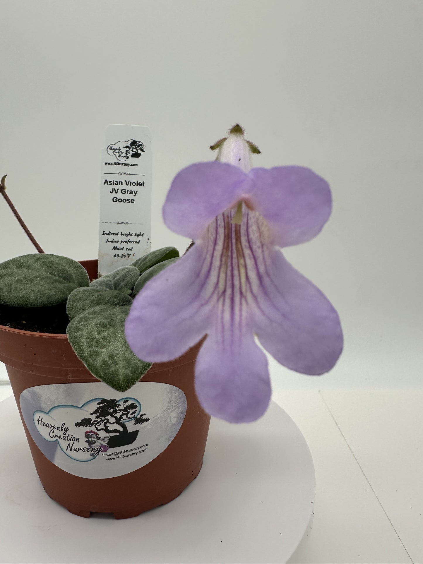 JV Gray Goose Asian Violet (Primulina) - Live Plant 4"