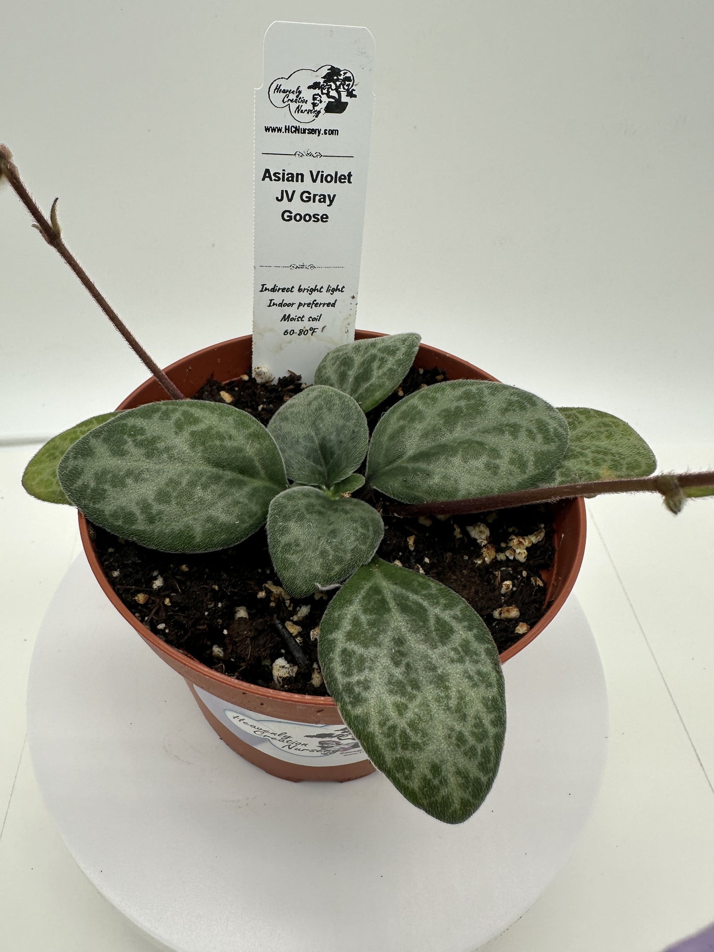 JV Gray Goose Asian Violet (Primulina) - Live Plant 4"