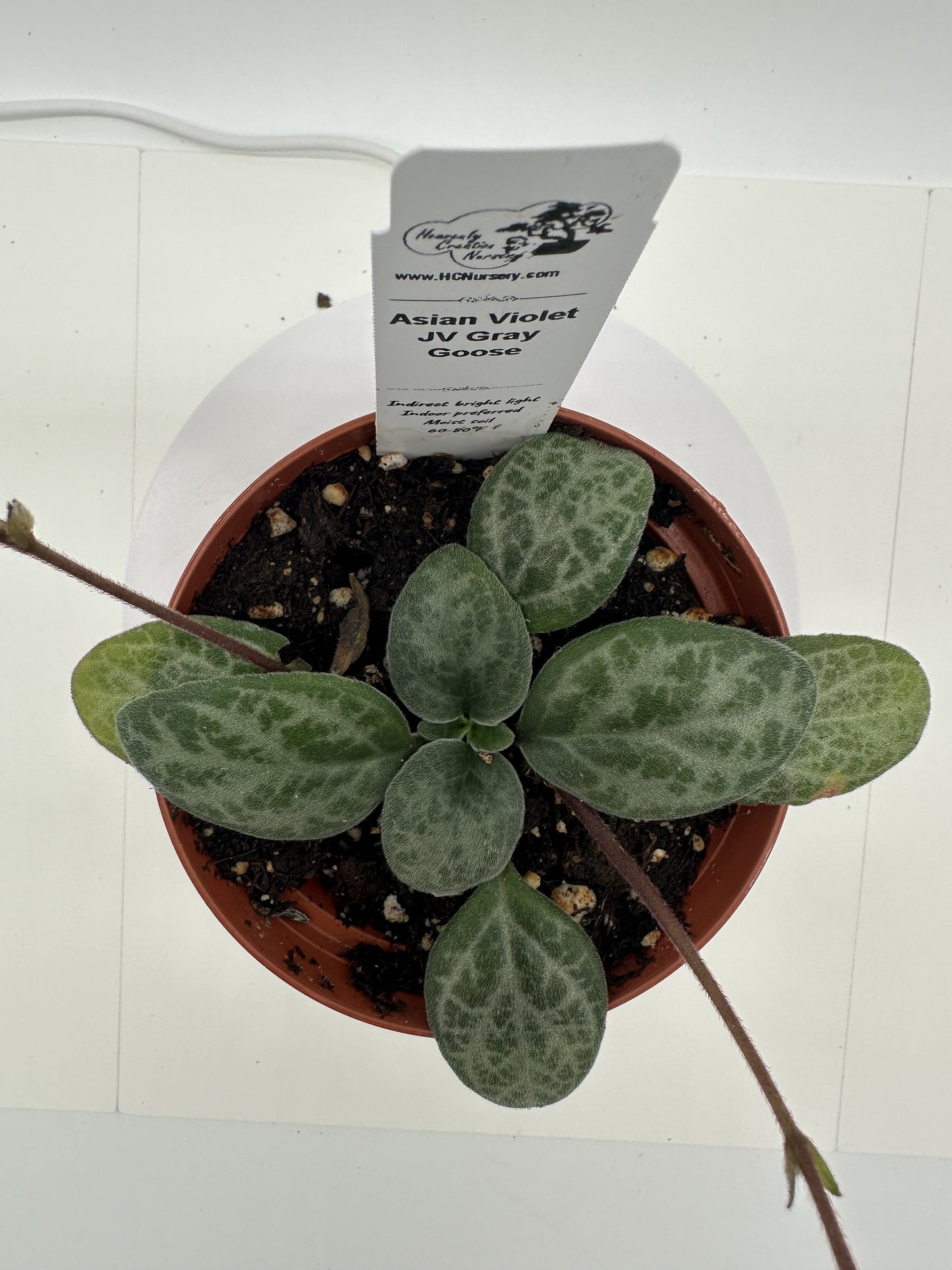 JV Gray Goose Asian Violet (Primulina) - Live Plant 4"