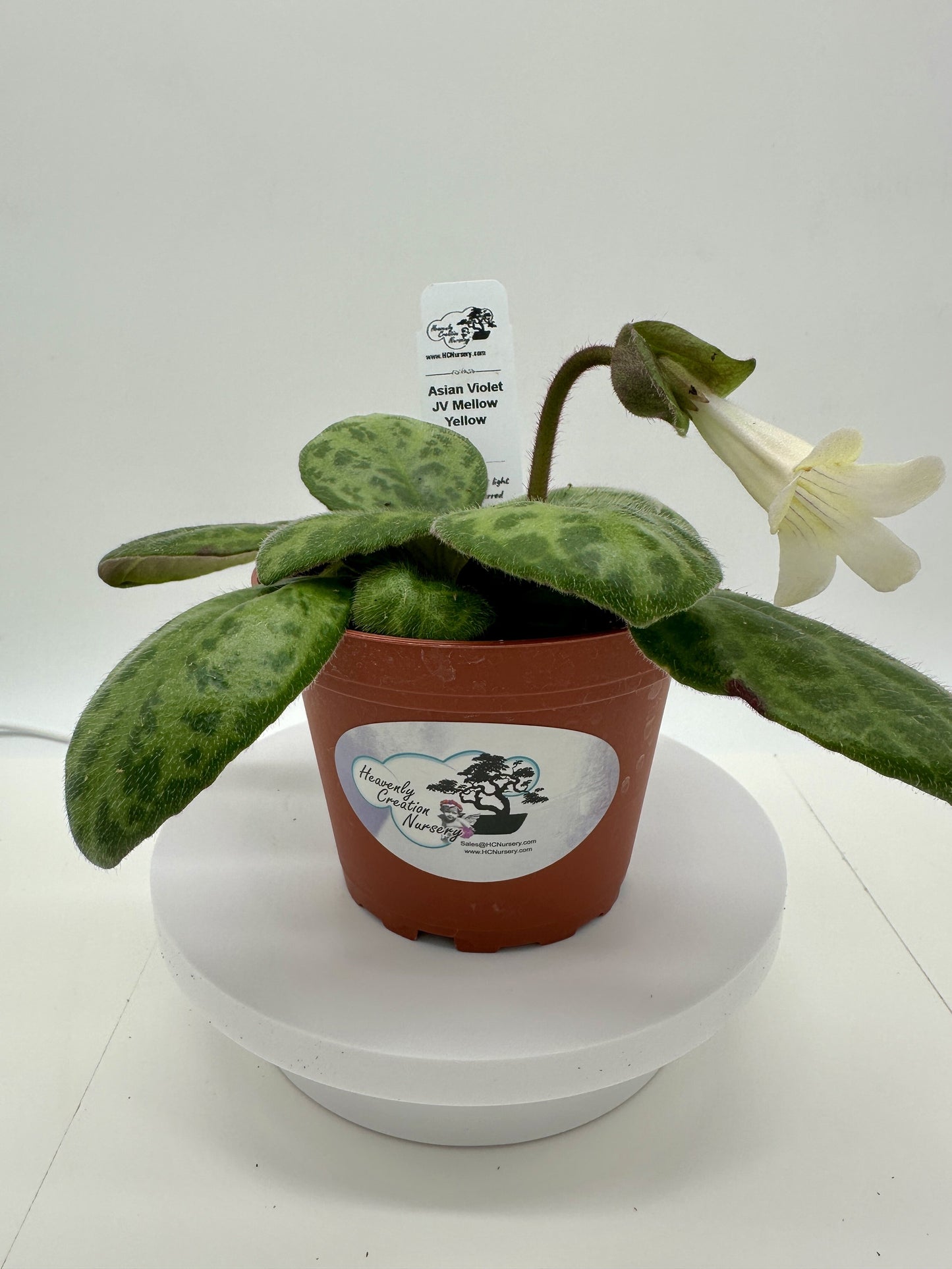 JV Mellow Yellow Asian Violet (Primulina) - Live Plant 4"