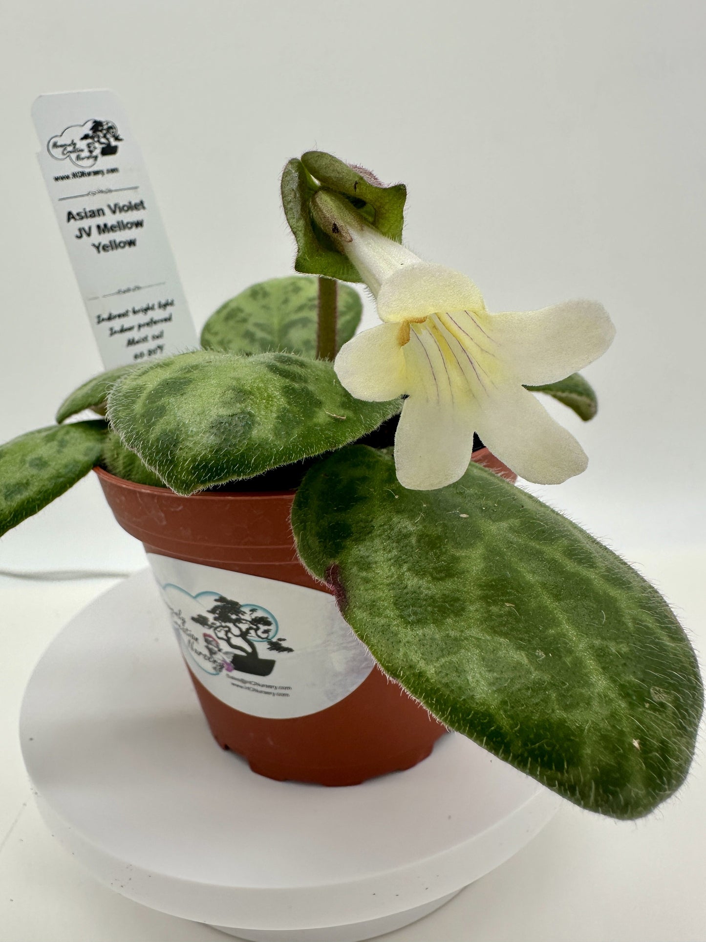 JV Mellow Yellow Asian Violet (Primulina) - Live Plant 4"