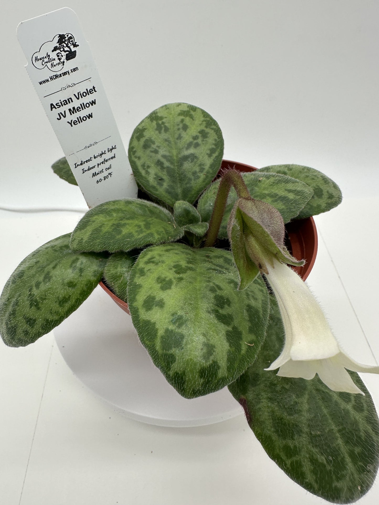 JV Mellow Yellow Asian Violet (Primulina) - Live Plant 4"