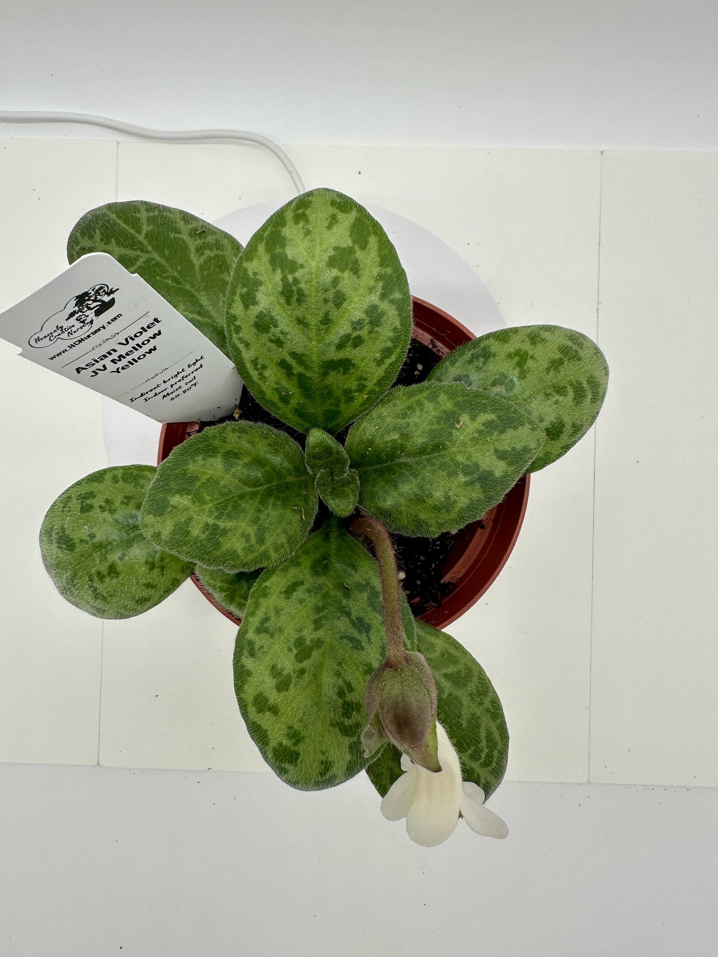 JV Mellow Yellow Asian Violet (Primulina) - Live Plant 4"
