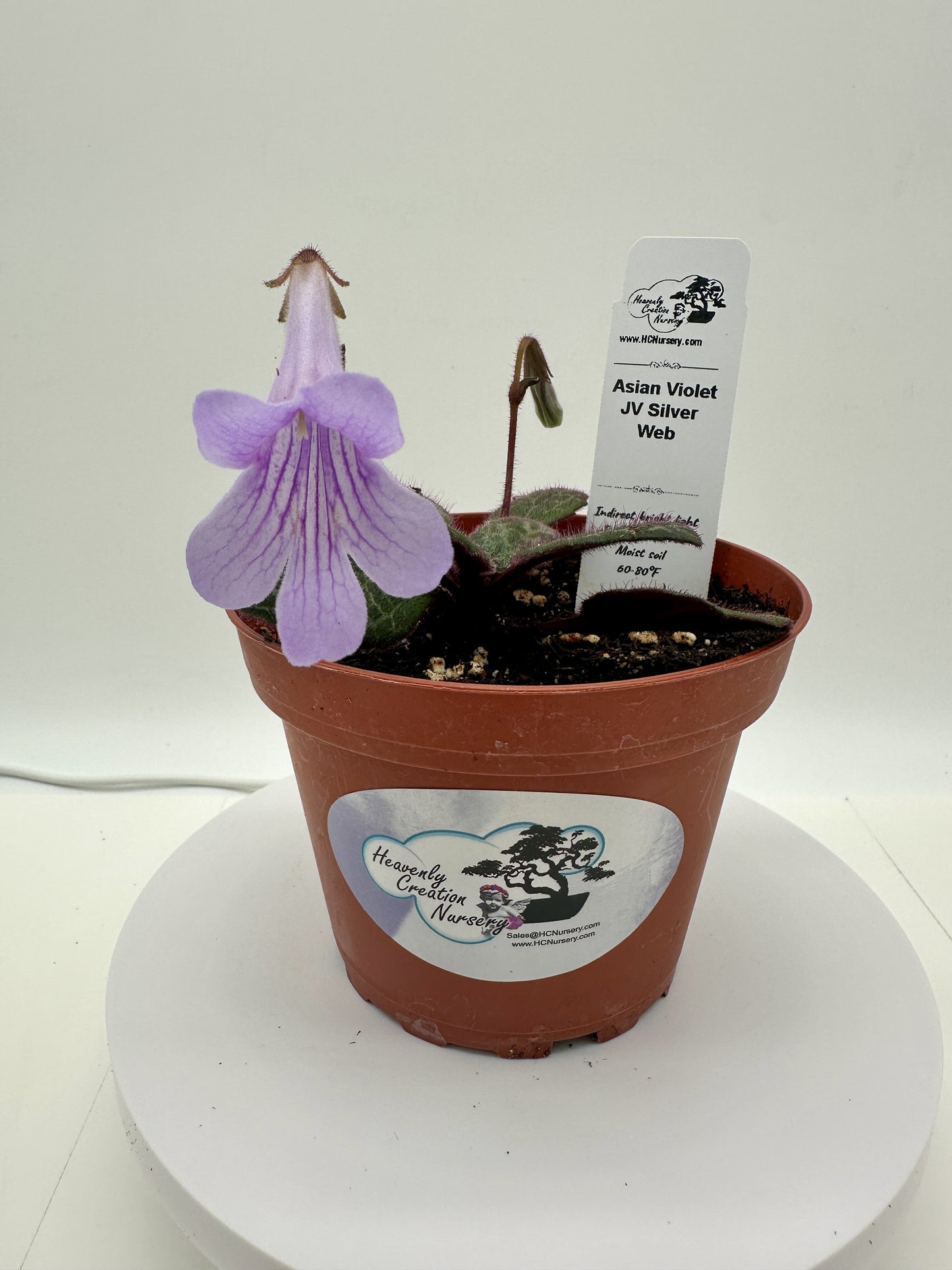 JV Silver Web Asian Violet (Primulina) - Live Plant 4"