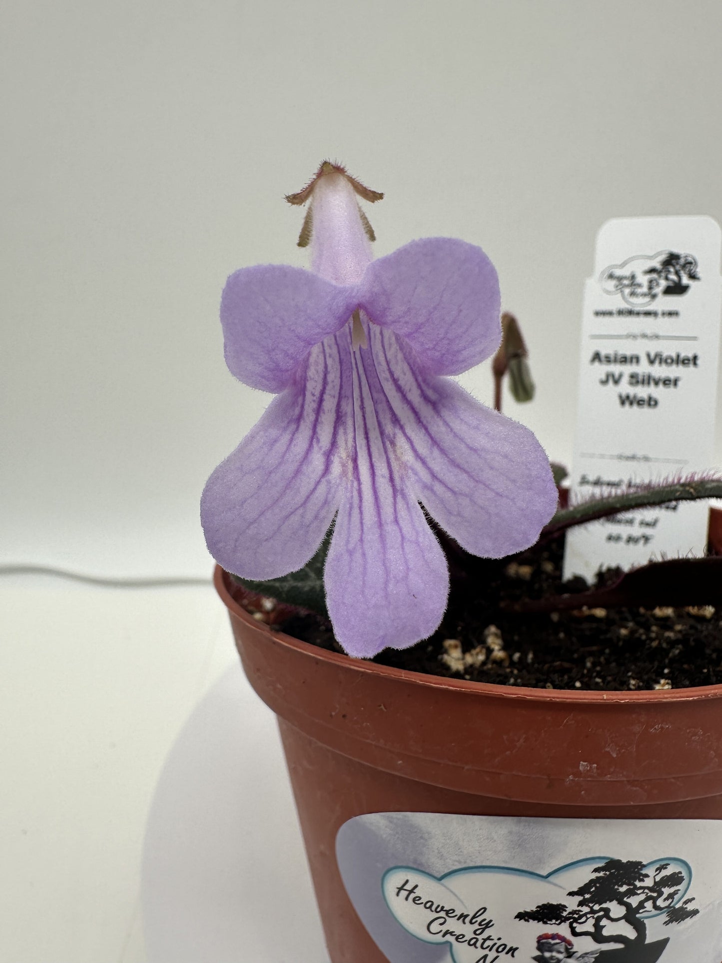 JV Silver Web Asian Violet (Primulina) - Live Plant 4"