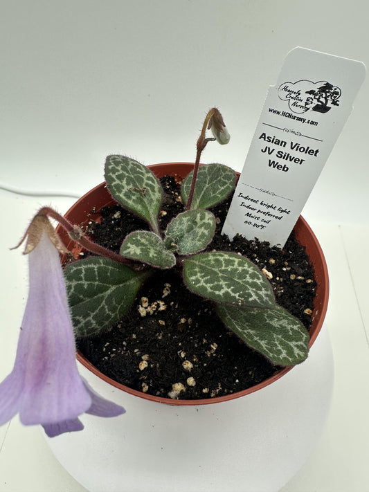 JV Silver Web Asian Violet (Primulina) - Live Plant 4"