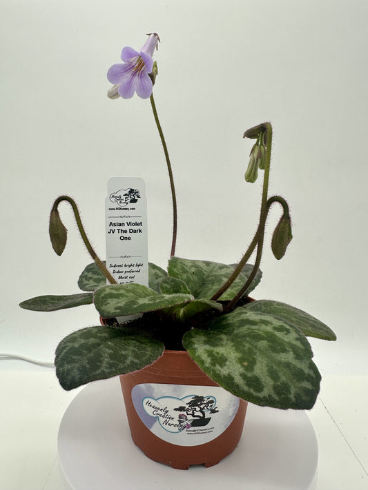 JV The Dark One Asian Violet (Primulina) - Live Plant 4"