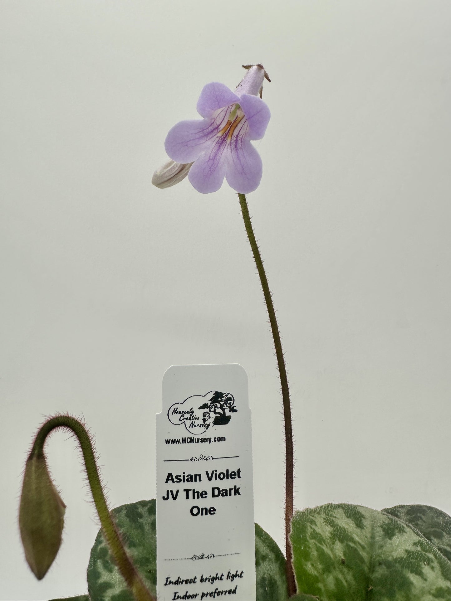 JV The Dark One Asian Violet (Primulina) - Live Plant 4"