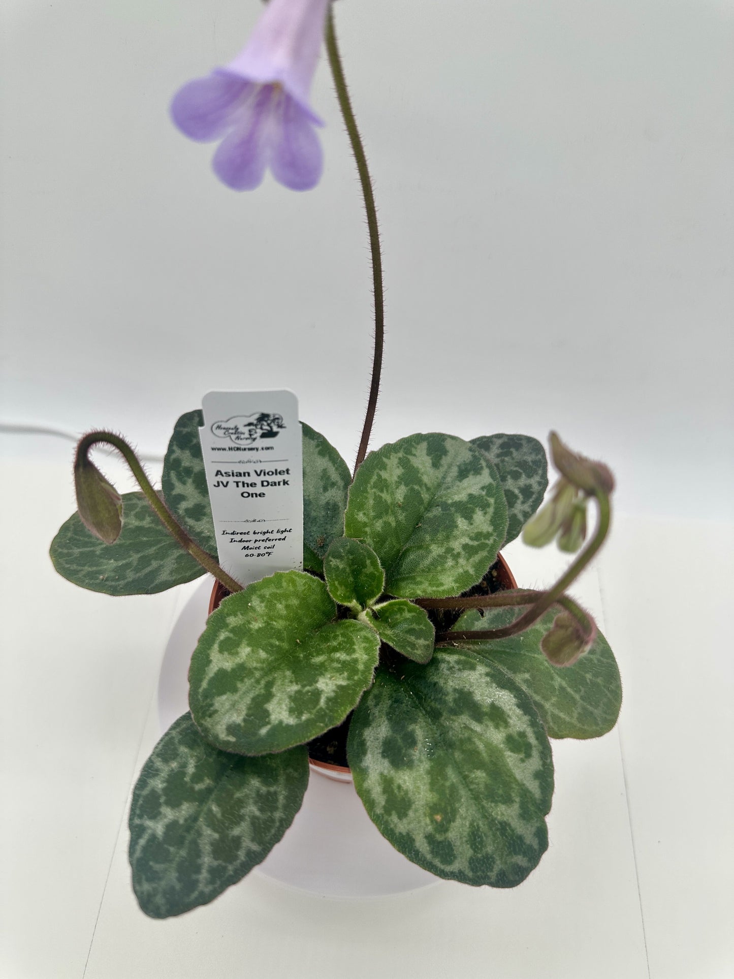 JV The Dark One Asian Violet (Primulina) - Live Plant 4"