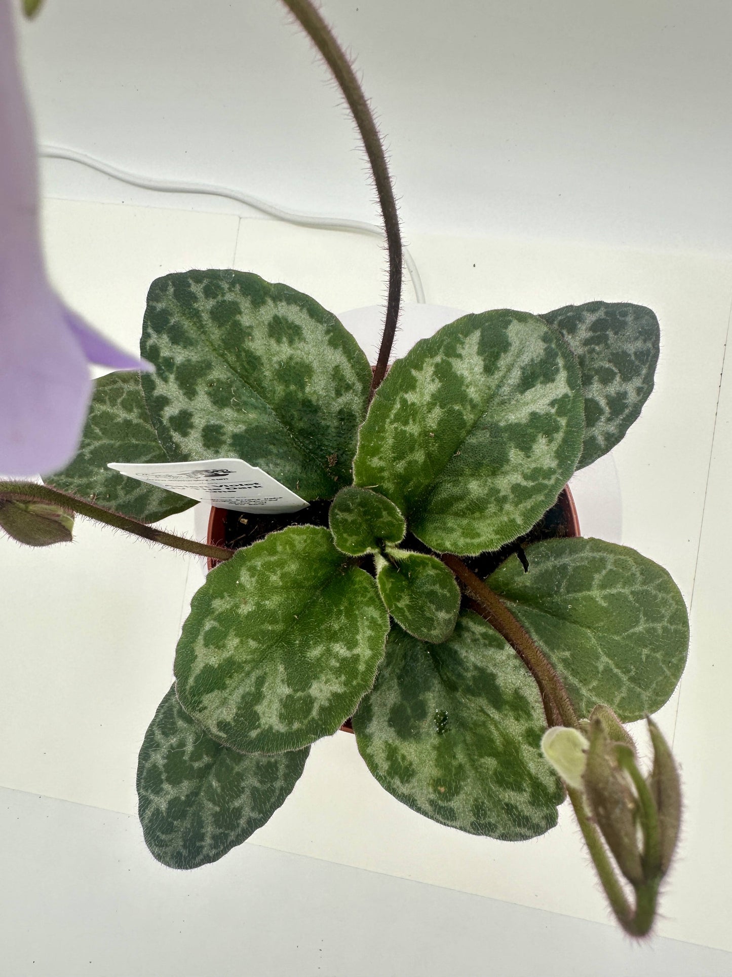 JV The Dark One Asian Violet (Primulina) - Live Plant 4"