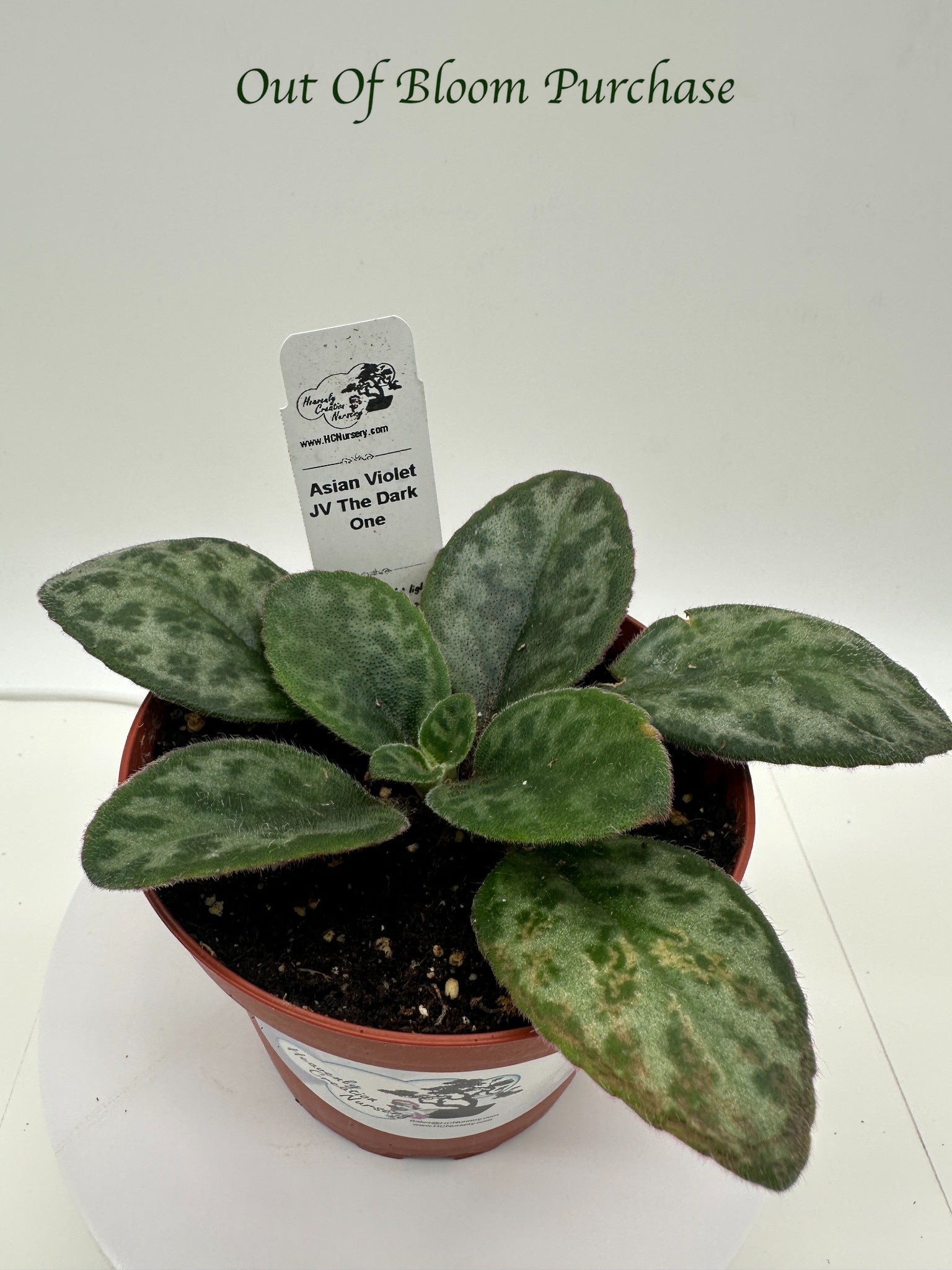 JV The Dark One Asian Violet (Primulina) - Live Plant 4