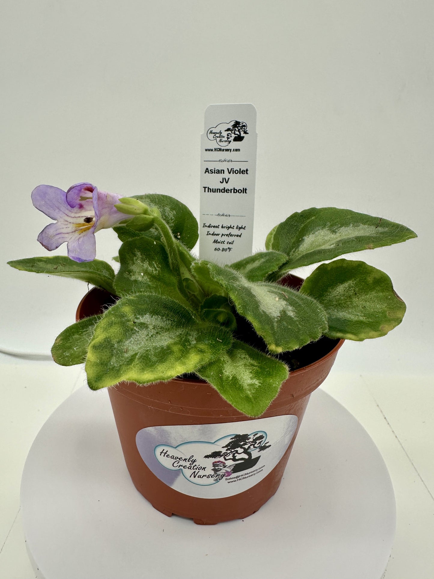 JV Thunderbolt Asian Violet (Primulina) - Live Plant 4"