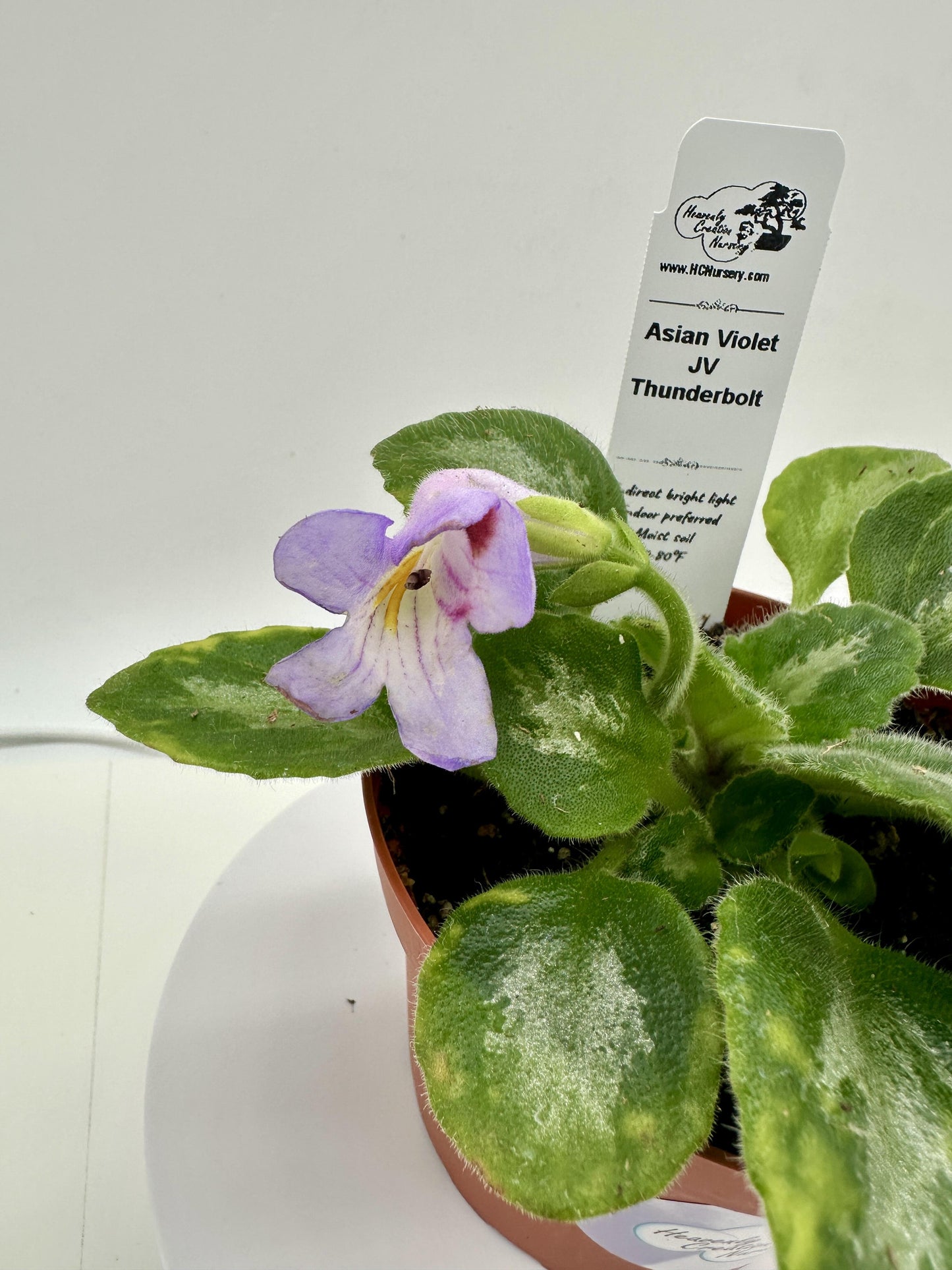 JV Thunderbolt Asian Violet (Primulina) - Live Plant 4"