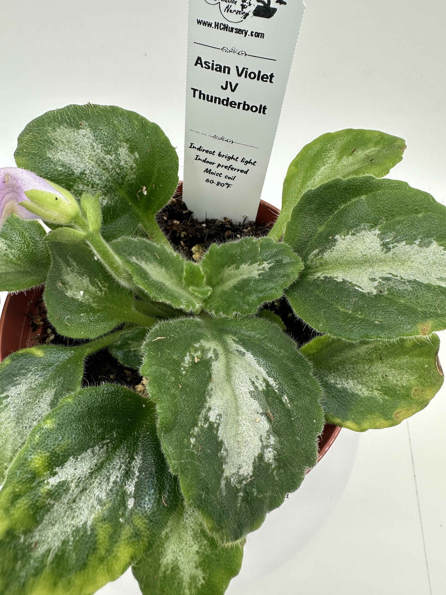 JV Thunderbolt Asian Violet (Primulina) - Live Plant 4"