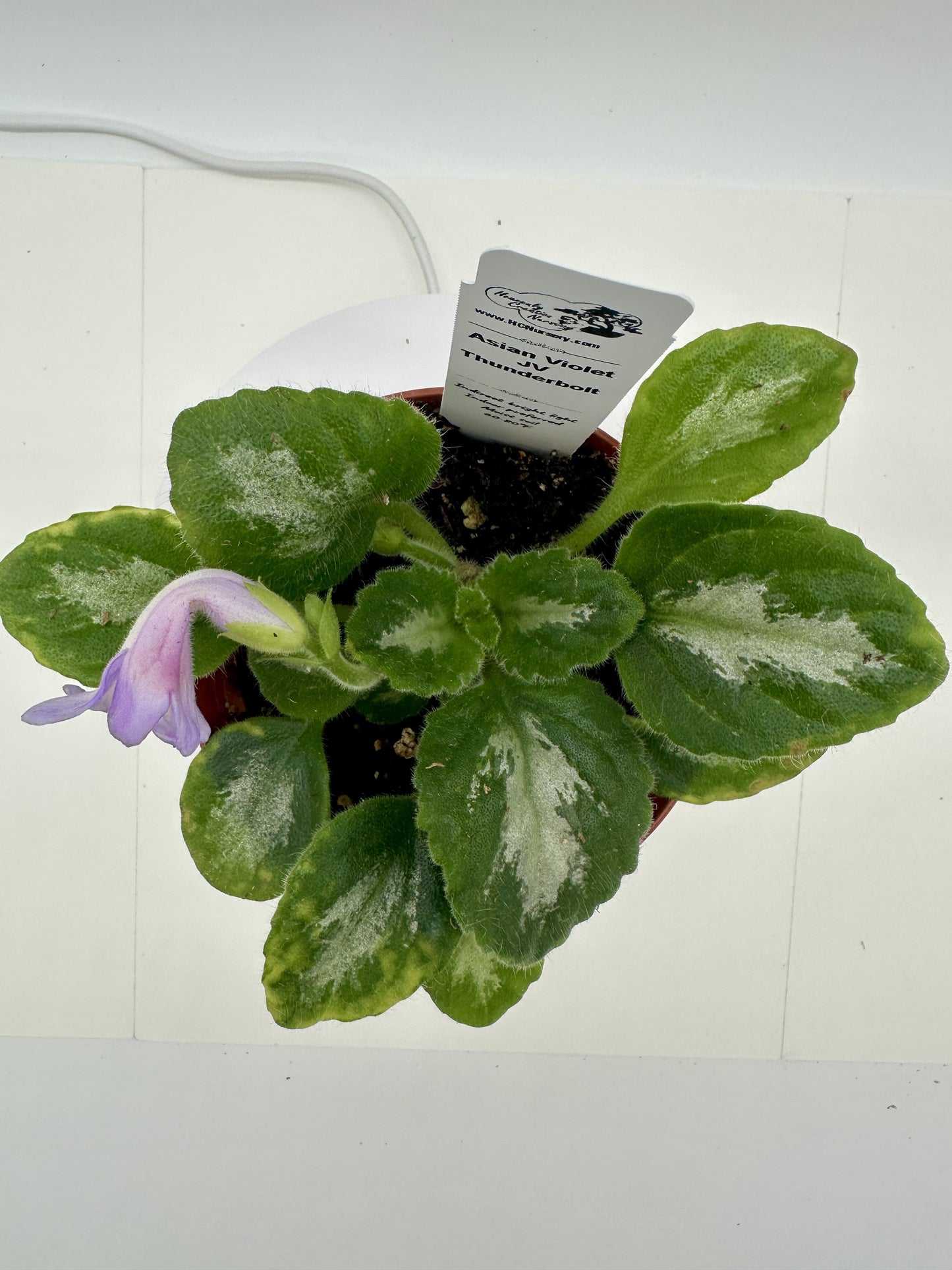 JV Thunderbolt Asian Violet (Primulina) - Live Plant 4"