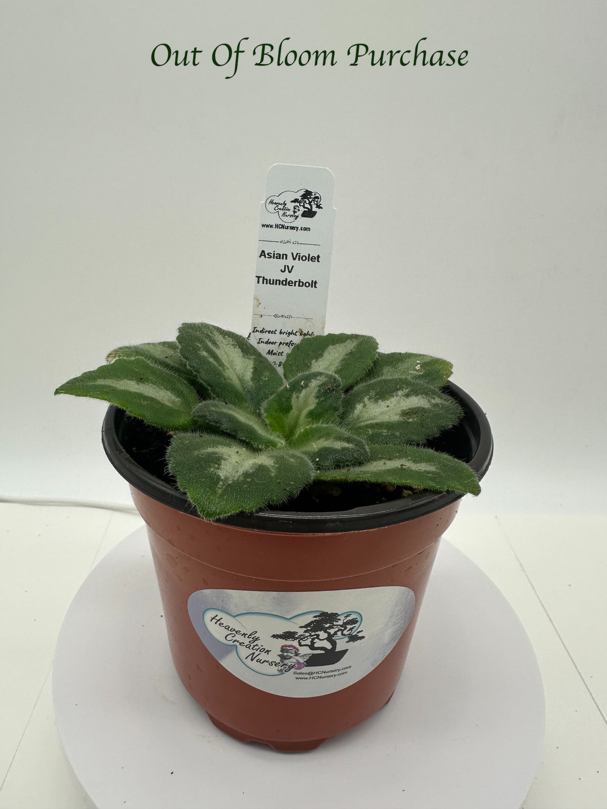 JV Thunderbolt Asian Violet (Primulina) - Live Plant 4"