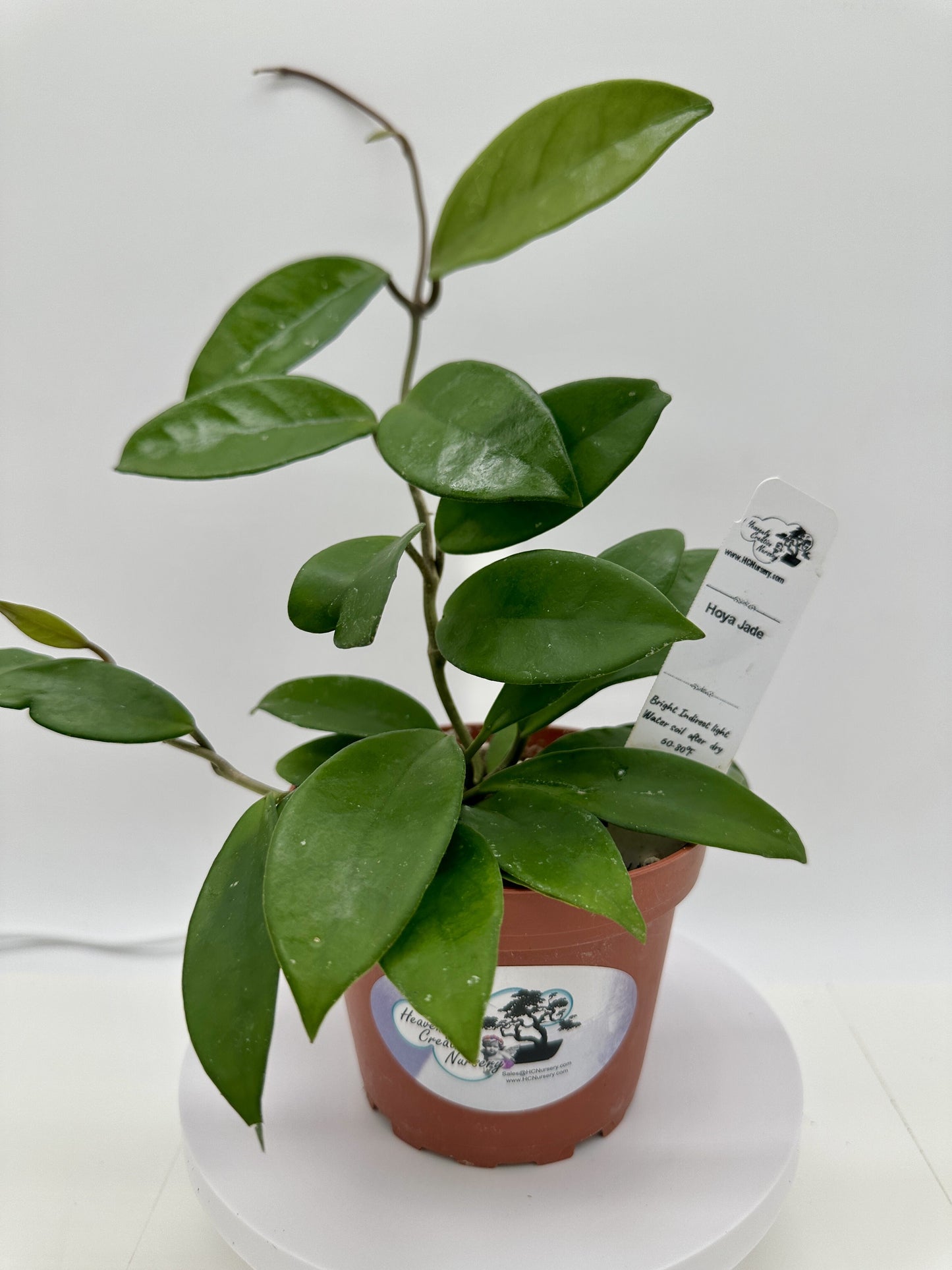 Jade - Live Hoya 4"