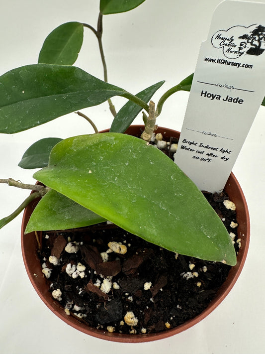 Jade - Live Hoya 4"