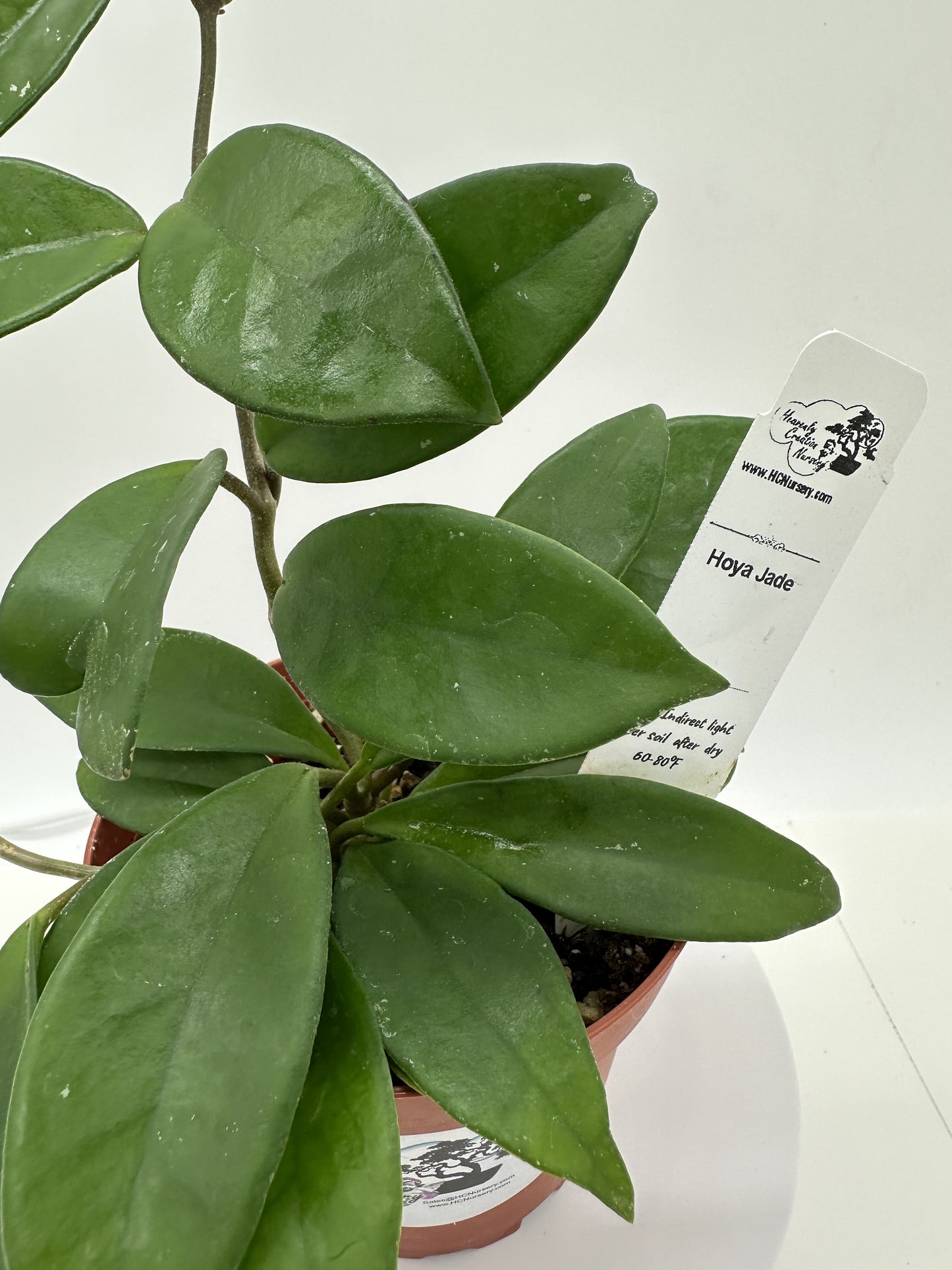 Jade - Live Hoya 4"