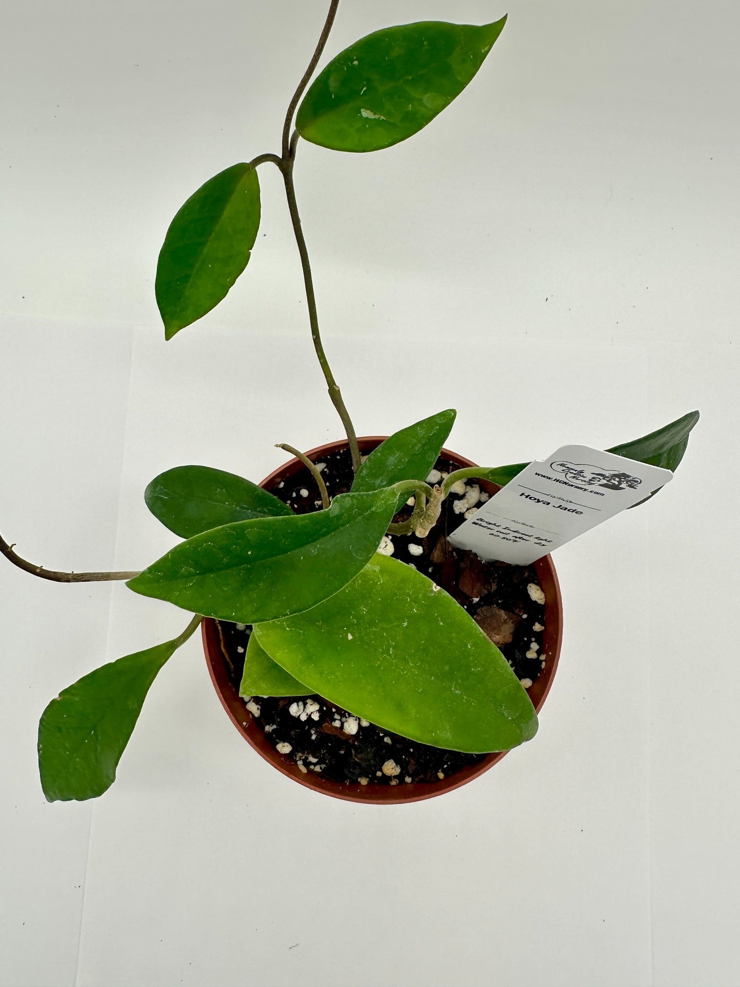 Jade - Live Hoya 4"