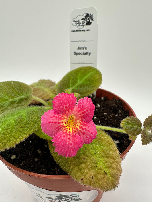 Jim's Specialty - Live Episcia 4"