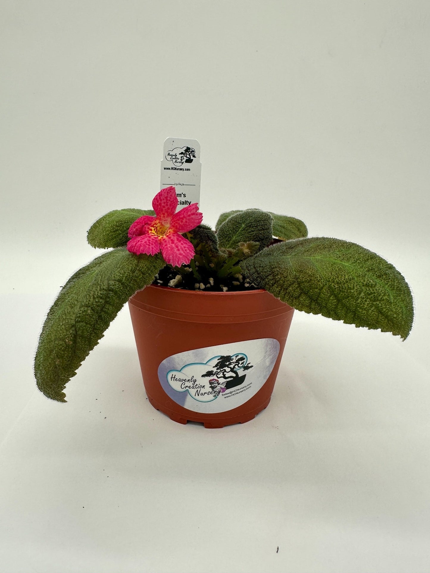 Jim's Specialty - Live Episcia 4"