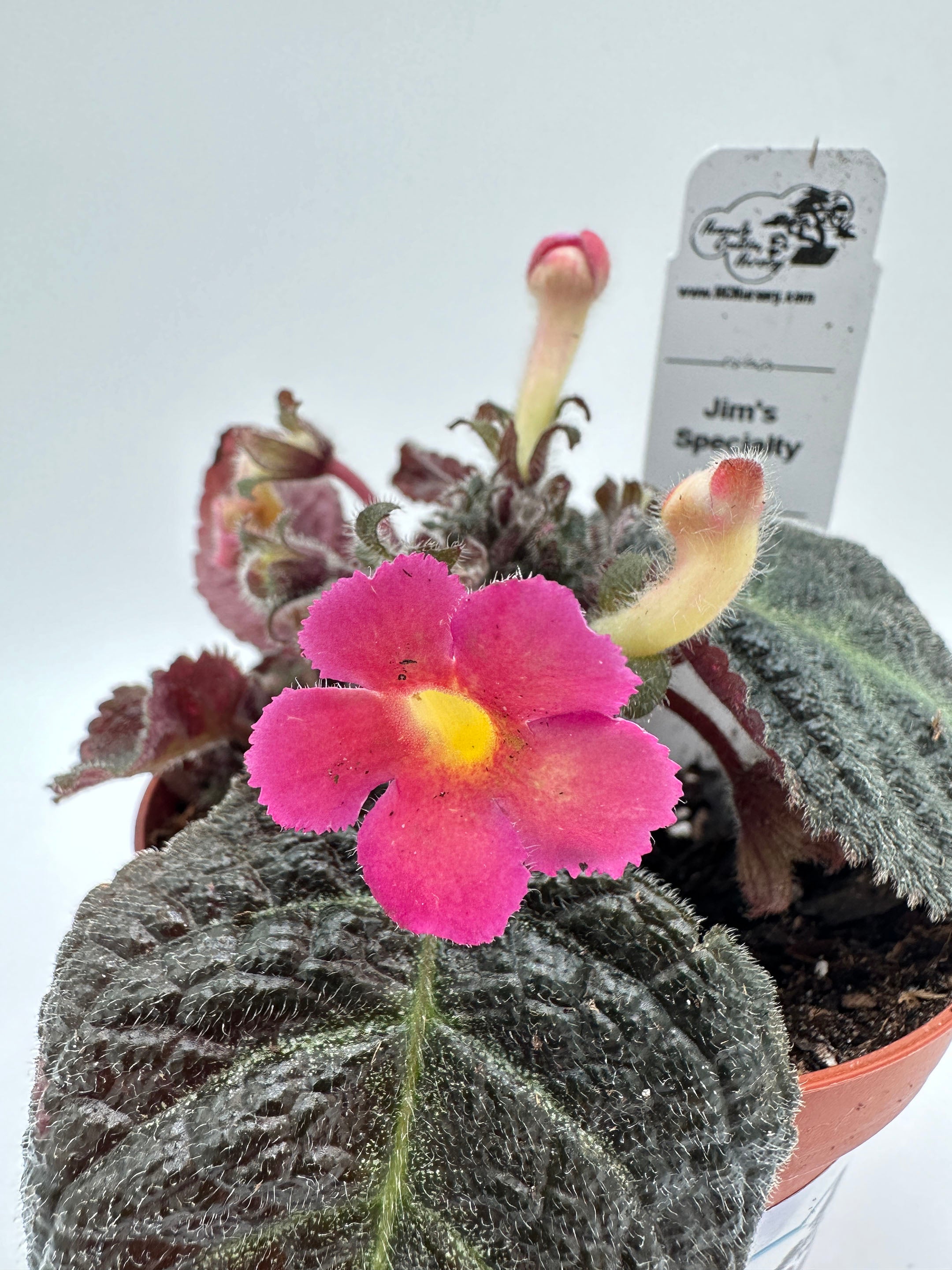 Episcia cupreata (Flame Violet) – Heavenly Creation Nursery