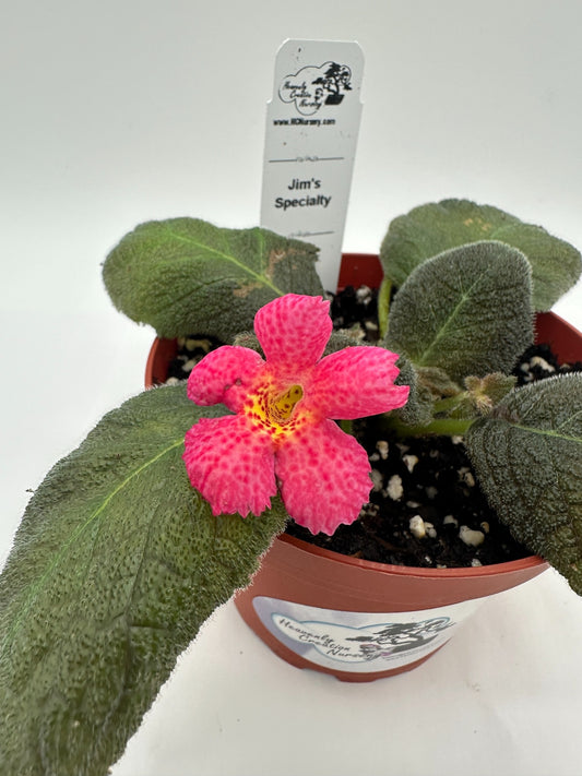 Jim's Specialty - Live Episcia 4"