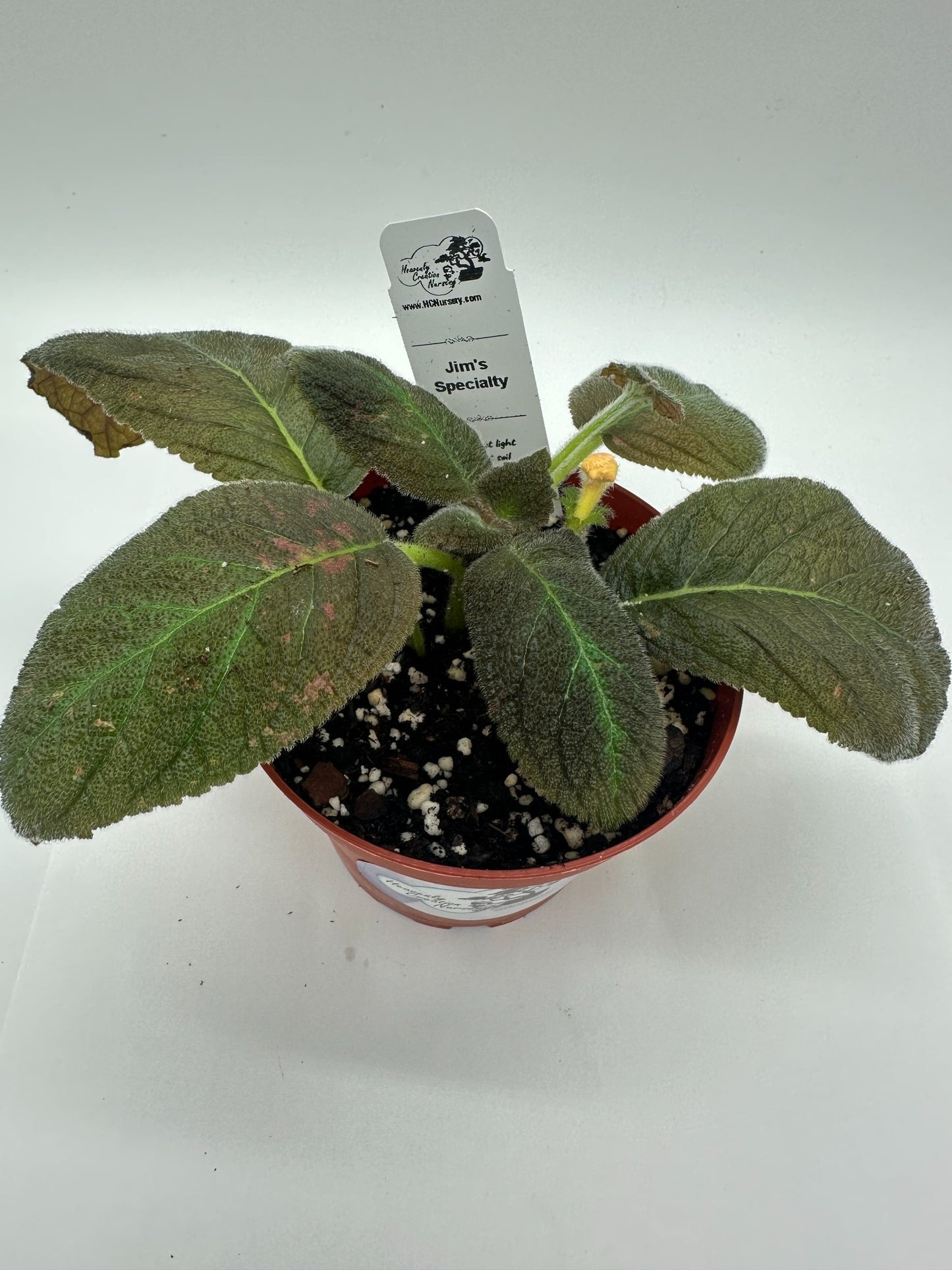 Jim's Specialty - Live Episcia 4"