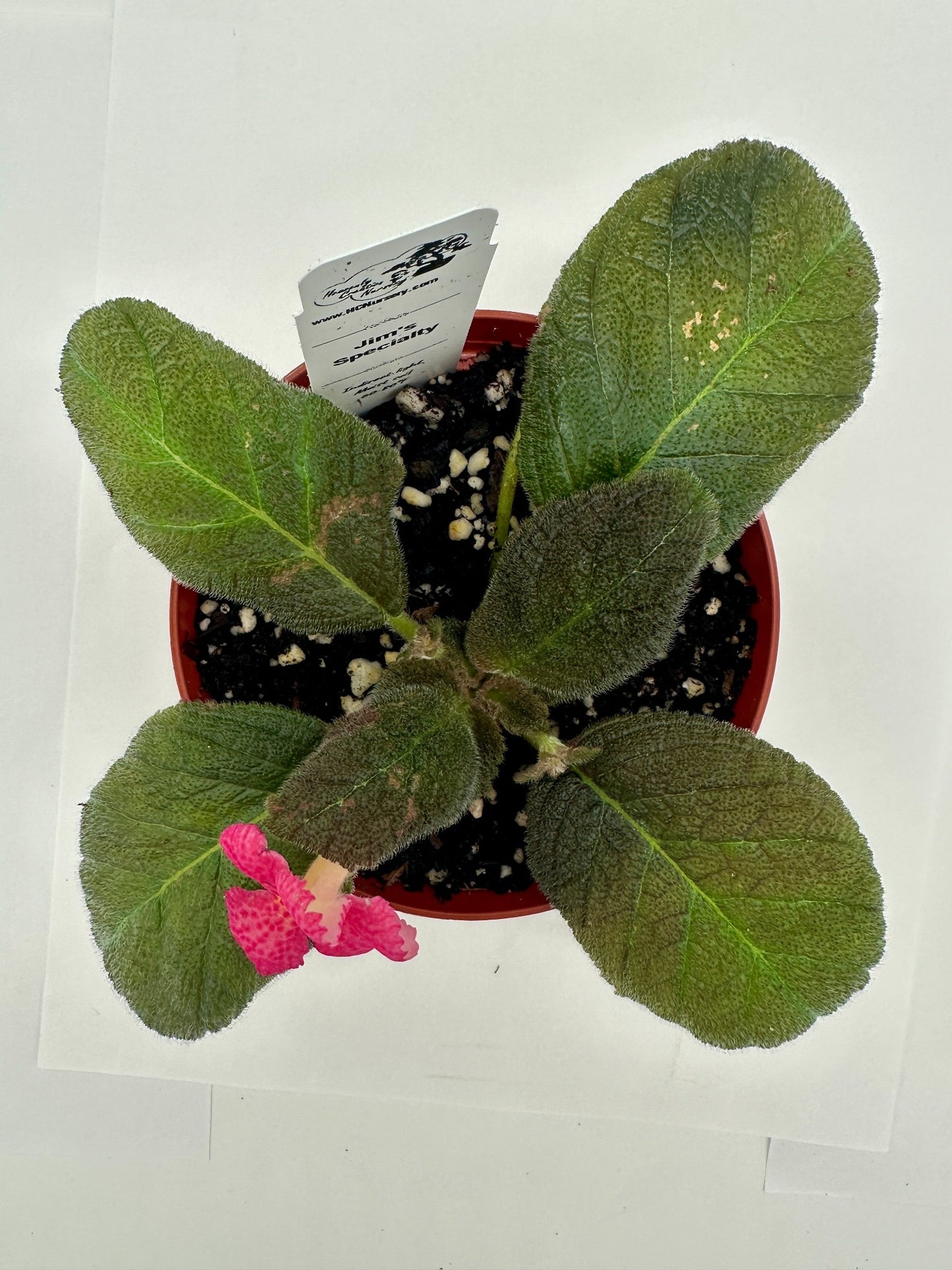 Jim's Specialty - Live Episcia 4"