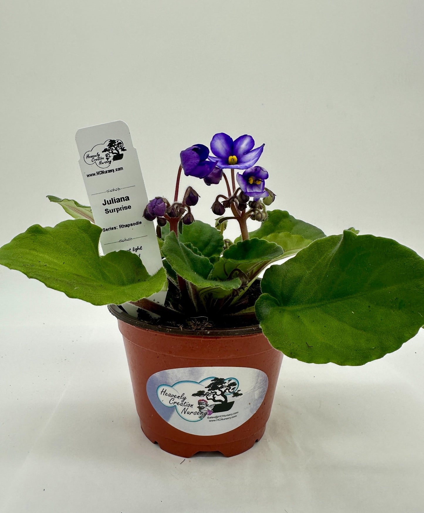 Juliana - Surprise - Live African Violet 4" - Series: Rhapsodie