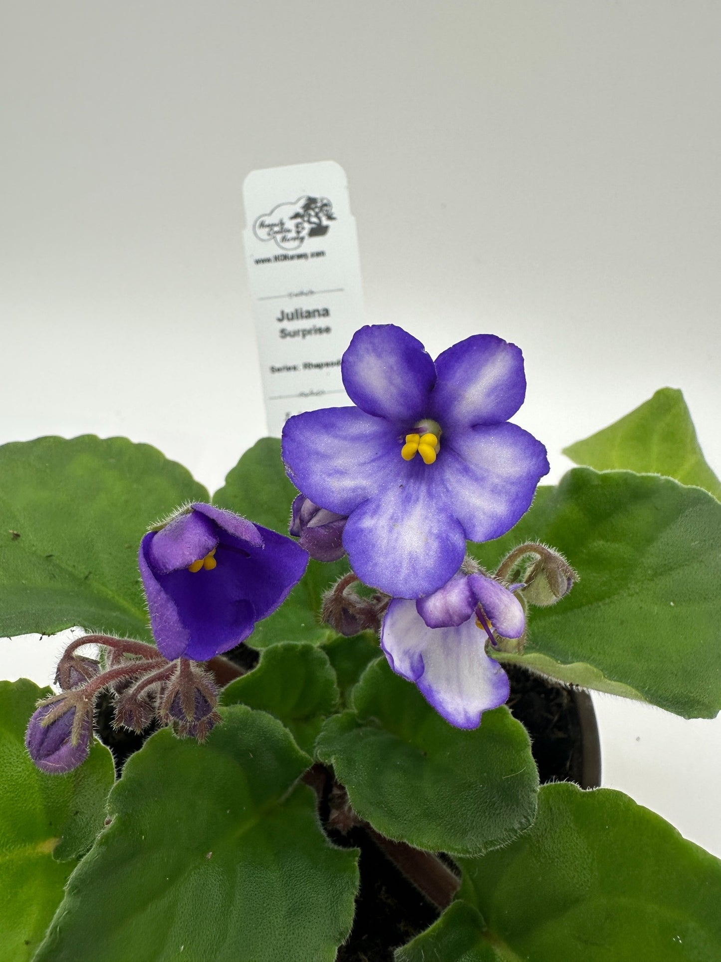 Juliana - Surprise - Live African Violet 4" - Series: Rhapsodie