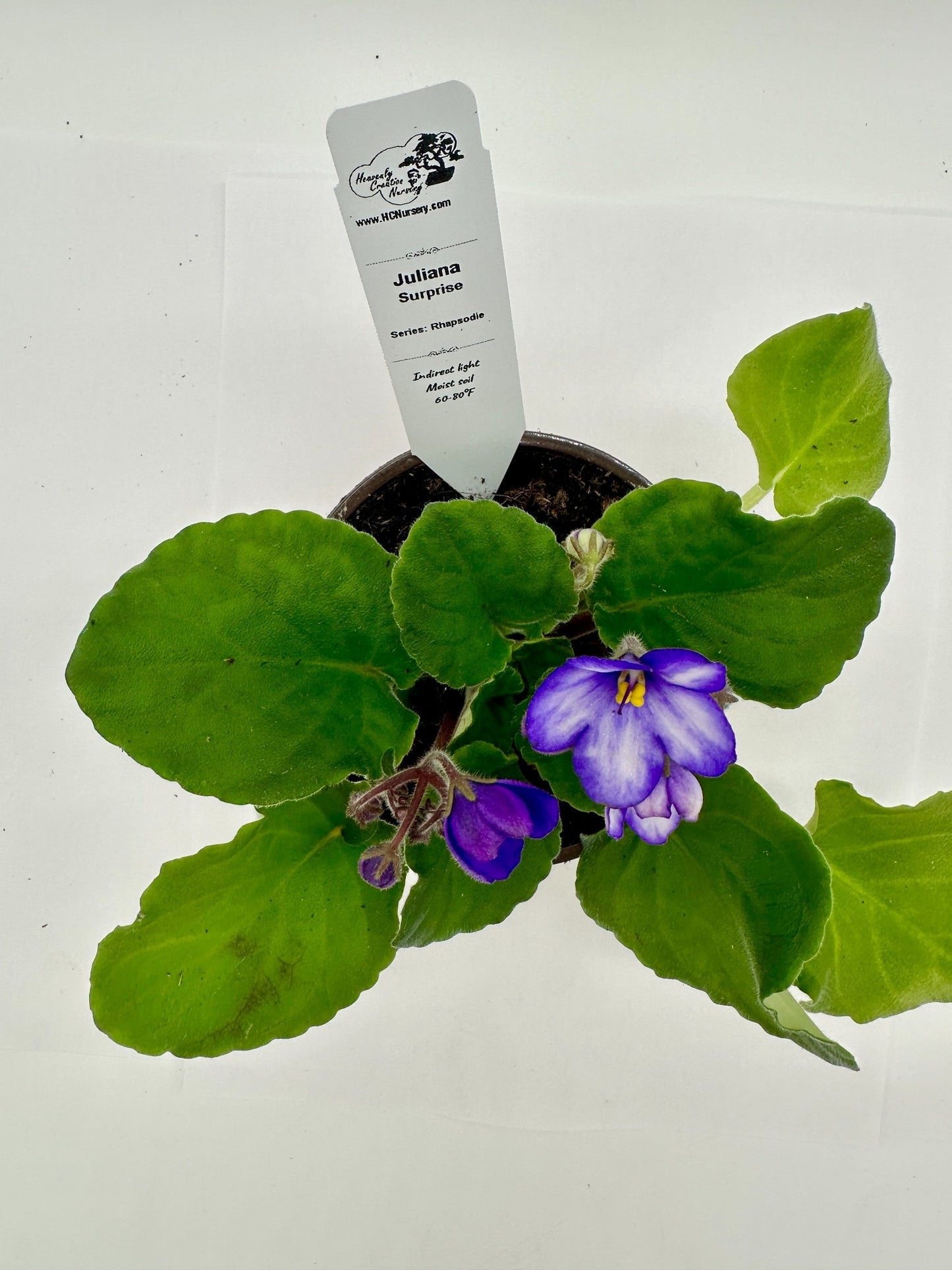 Juliana - Surprise - Live African Violet 4" - Series: Rhapsodie