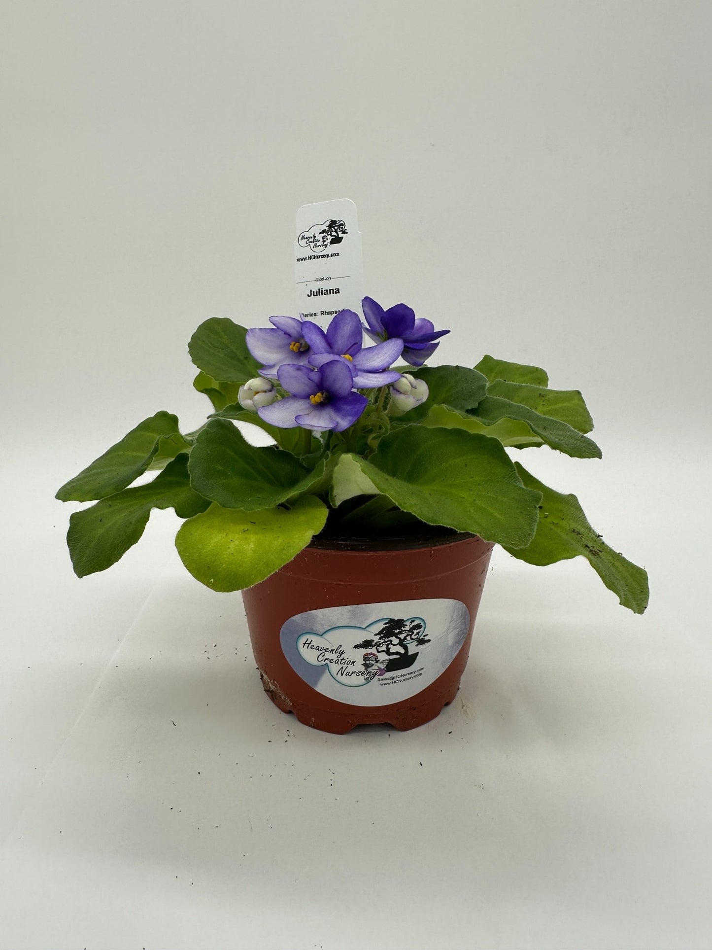 Juliana - Live African Violet 4" - Series: Rhapsodie
