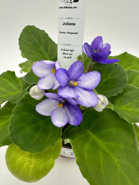 Juliana - Live African Violet 4" - Series: Rhapsodie