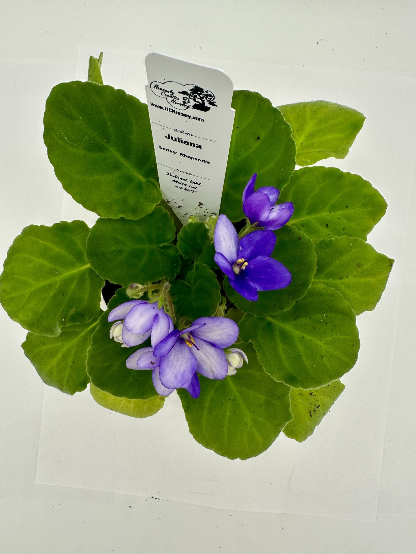 Juliana - Live African Violet 4" - Series: Rhapsodie