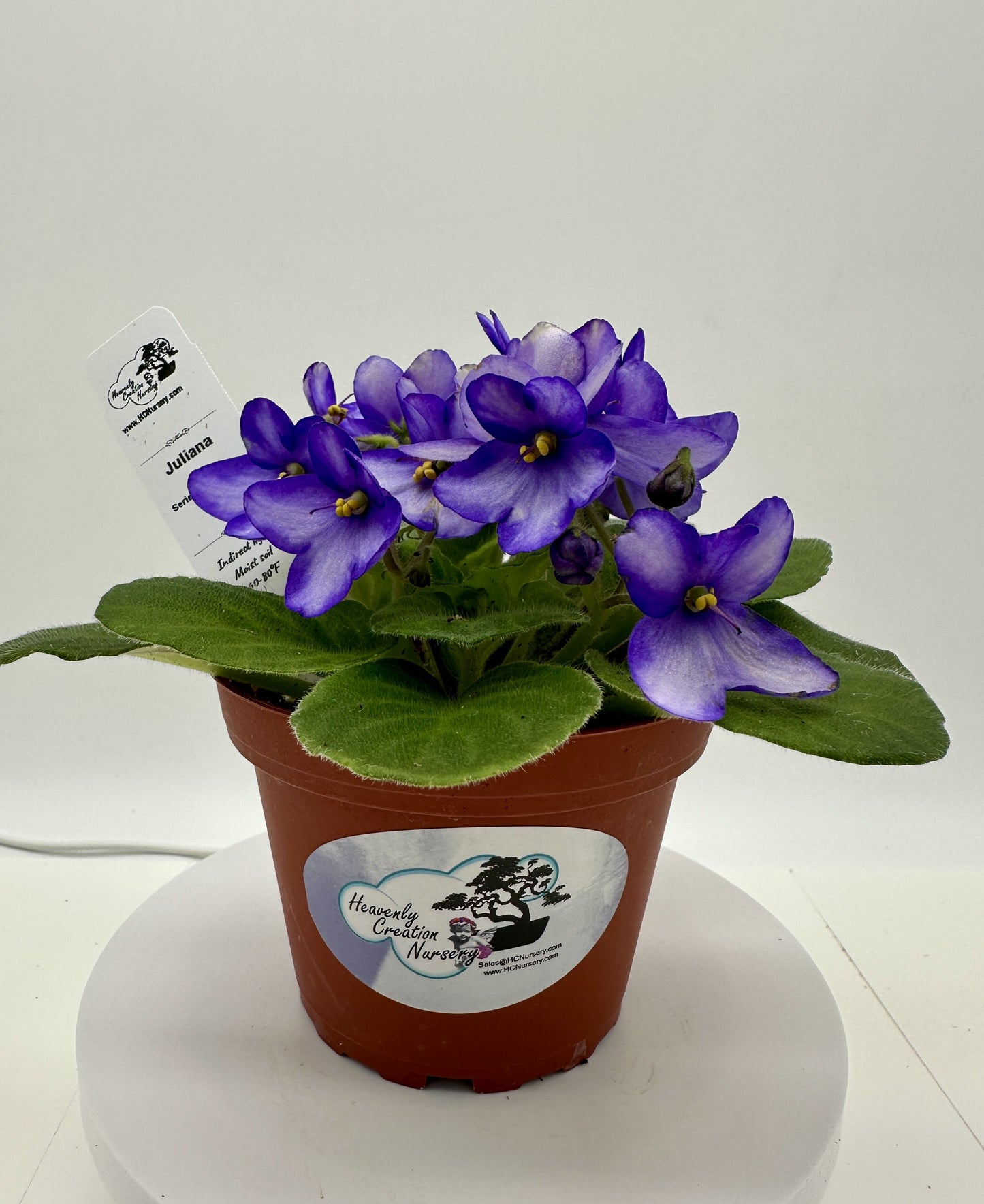Juliana - Live African Violet 4" - Series: Rhapsodie - (HCN Selection)
