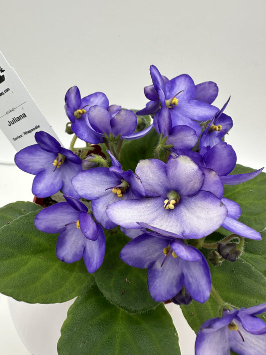 Juliana - Live African Violet 4" - Series: Rhapsodie - (HCN Selection)