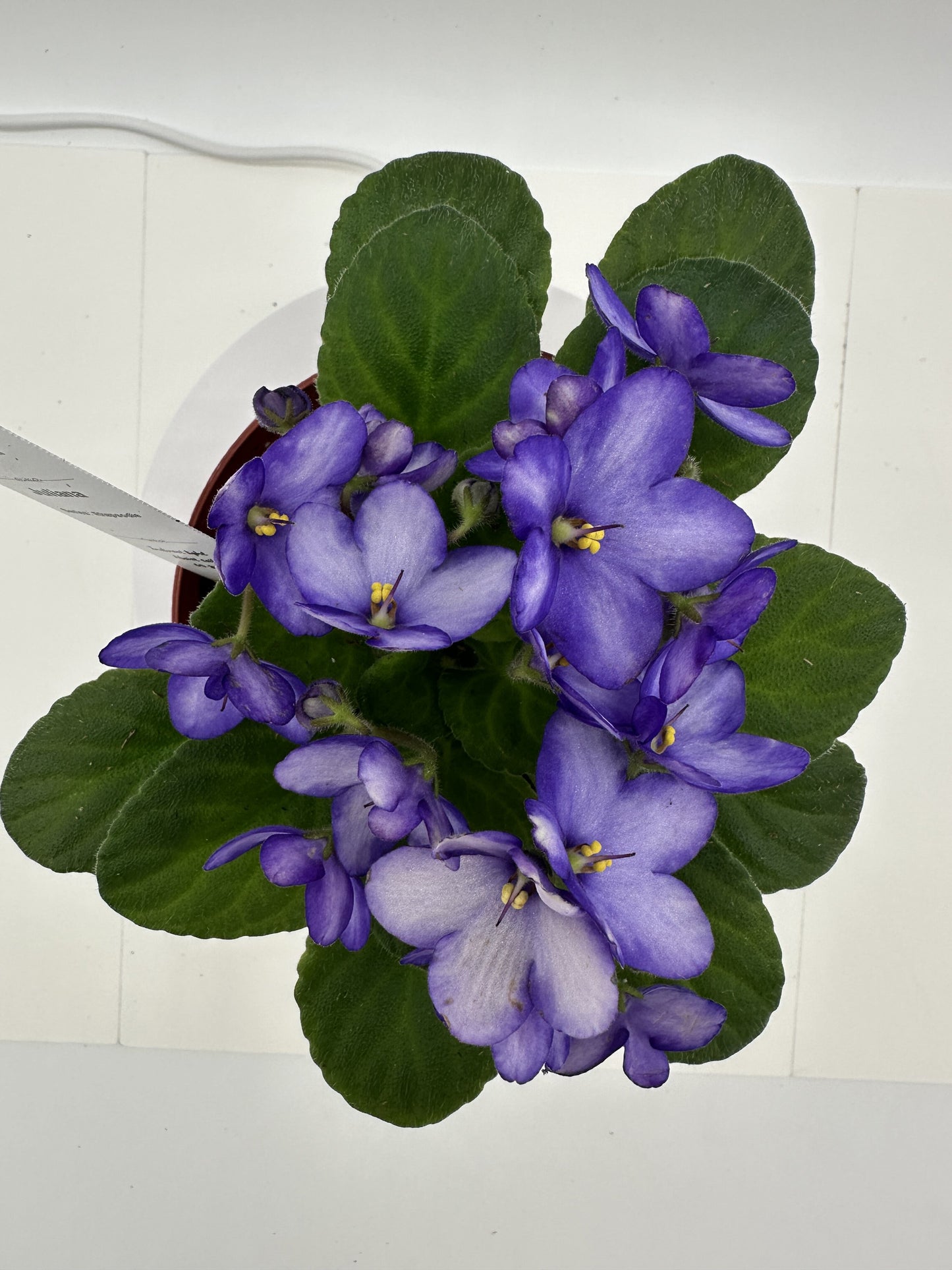 Juliana - Live African Violet 4" - Series: Rhapsodie - (HCN Selection)