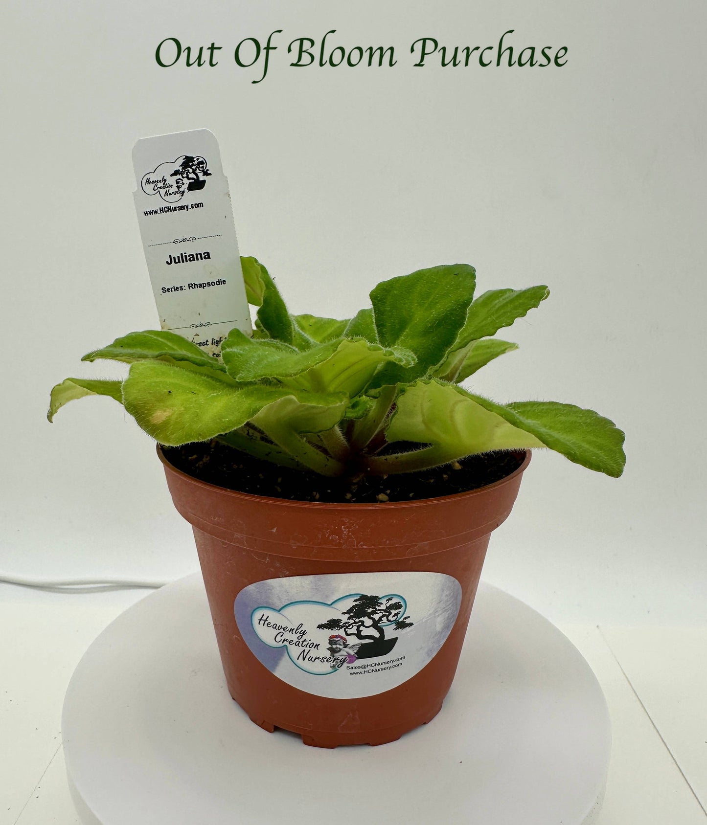 Juliana - Live African Violet 4" - Series: Rhapsodie - (HCN Selection)