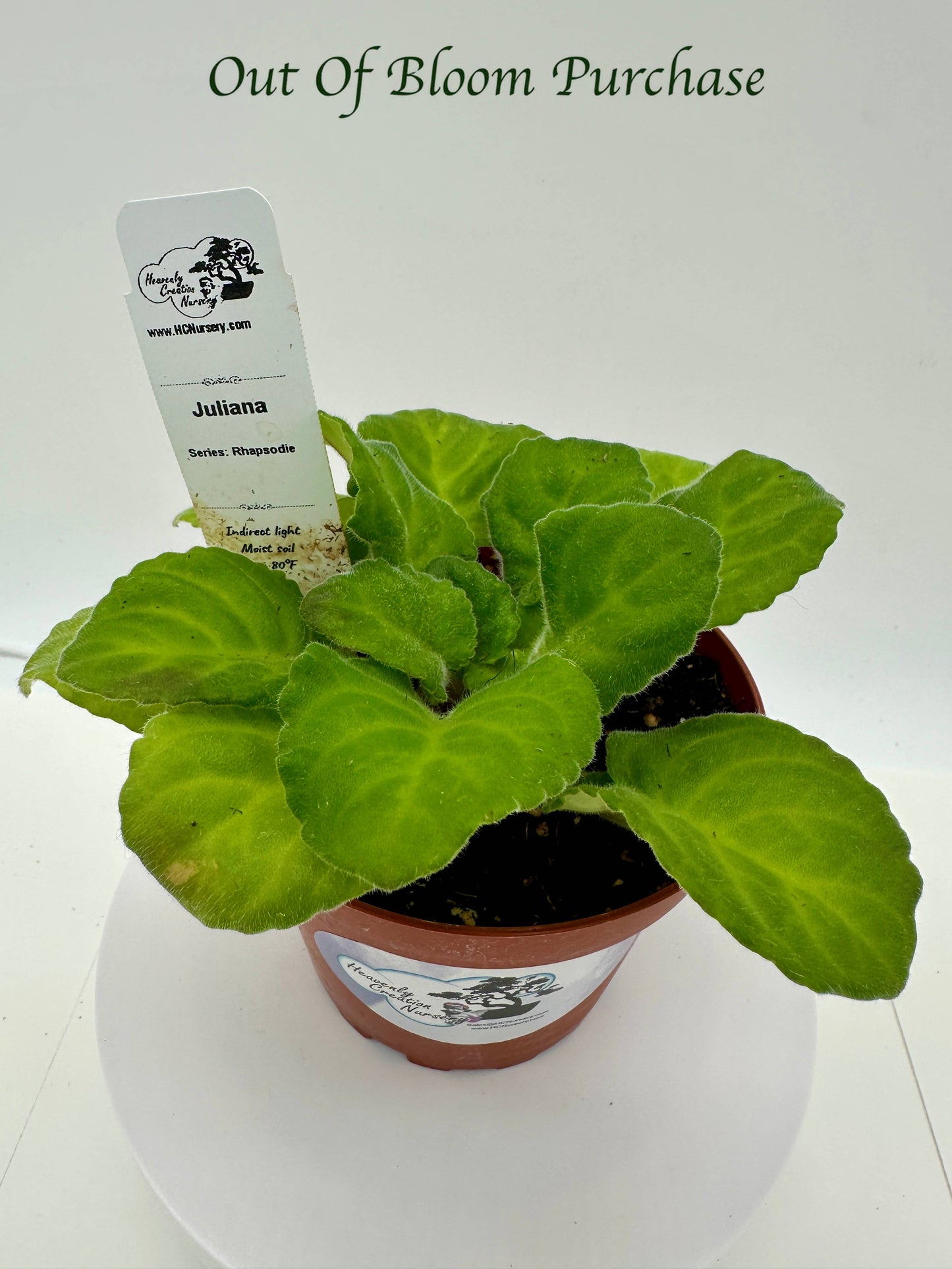 Juliana - Live African Violet 4" - Series: Rhapsodie - (HCN Selection)
