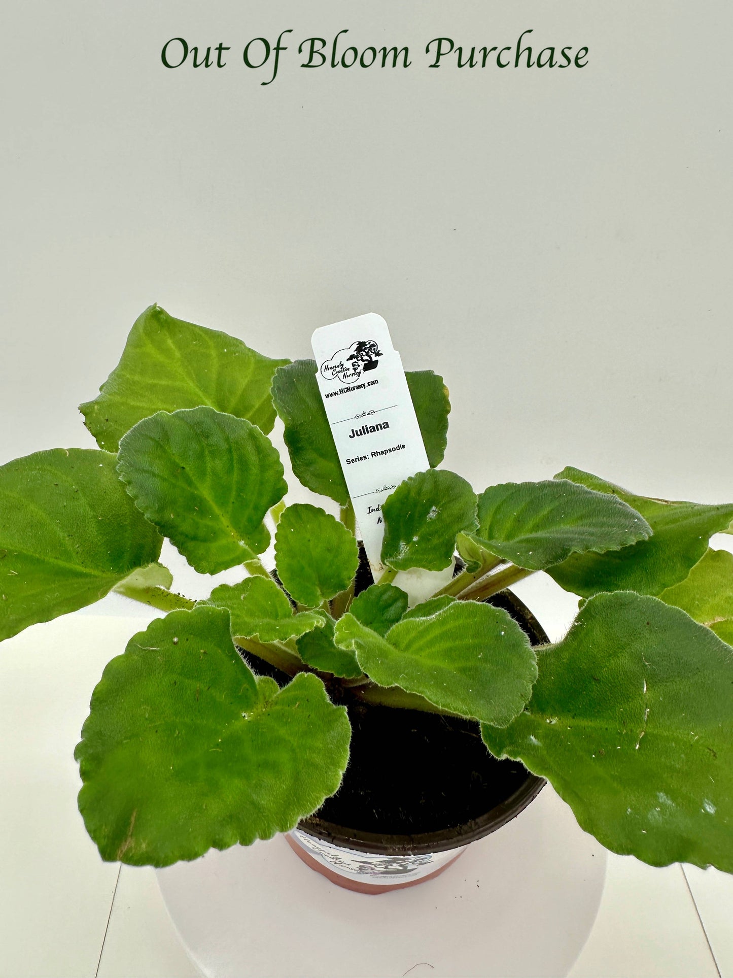 Juliana - Live African Violet 4" - Series: Rhapsodie