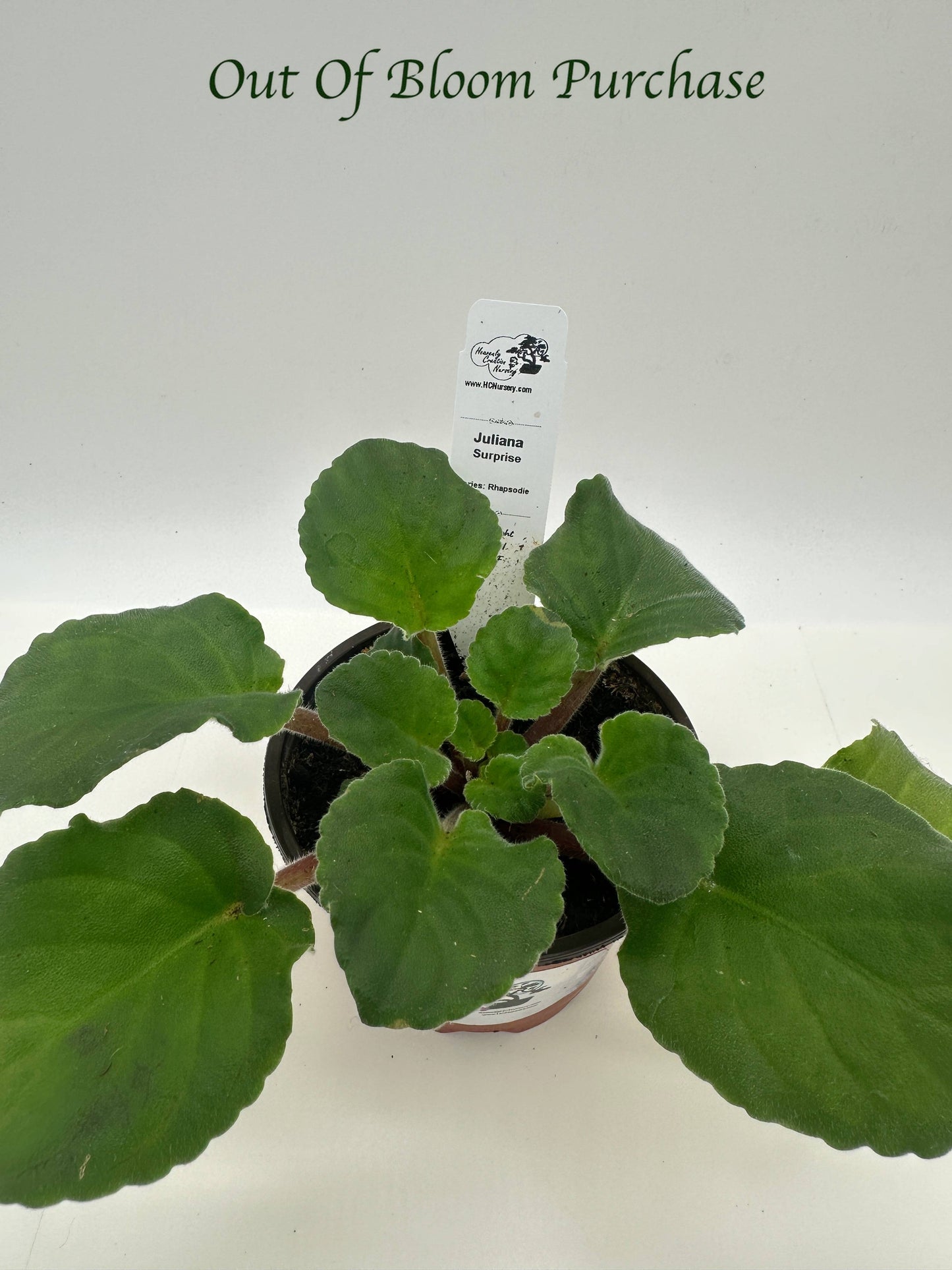 Juliana - Surprise - Live African Violet 4" - Series: Rhapsodie